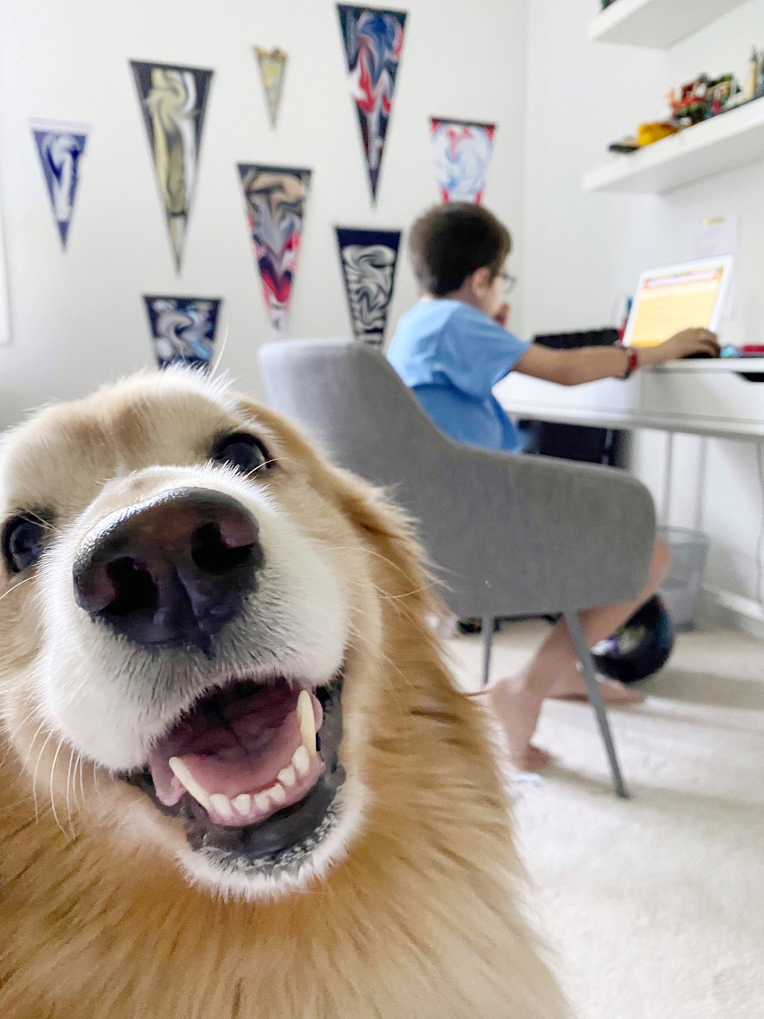 杨凌职业技术学院宠物临床诊疗技术专业怎么样？