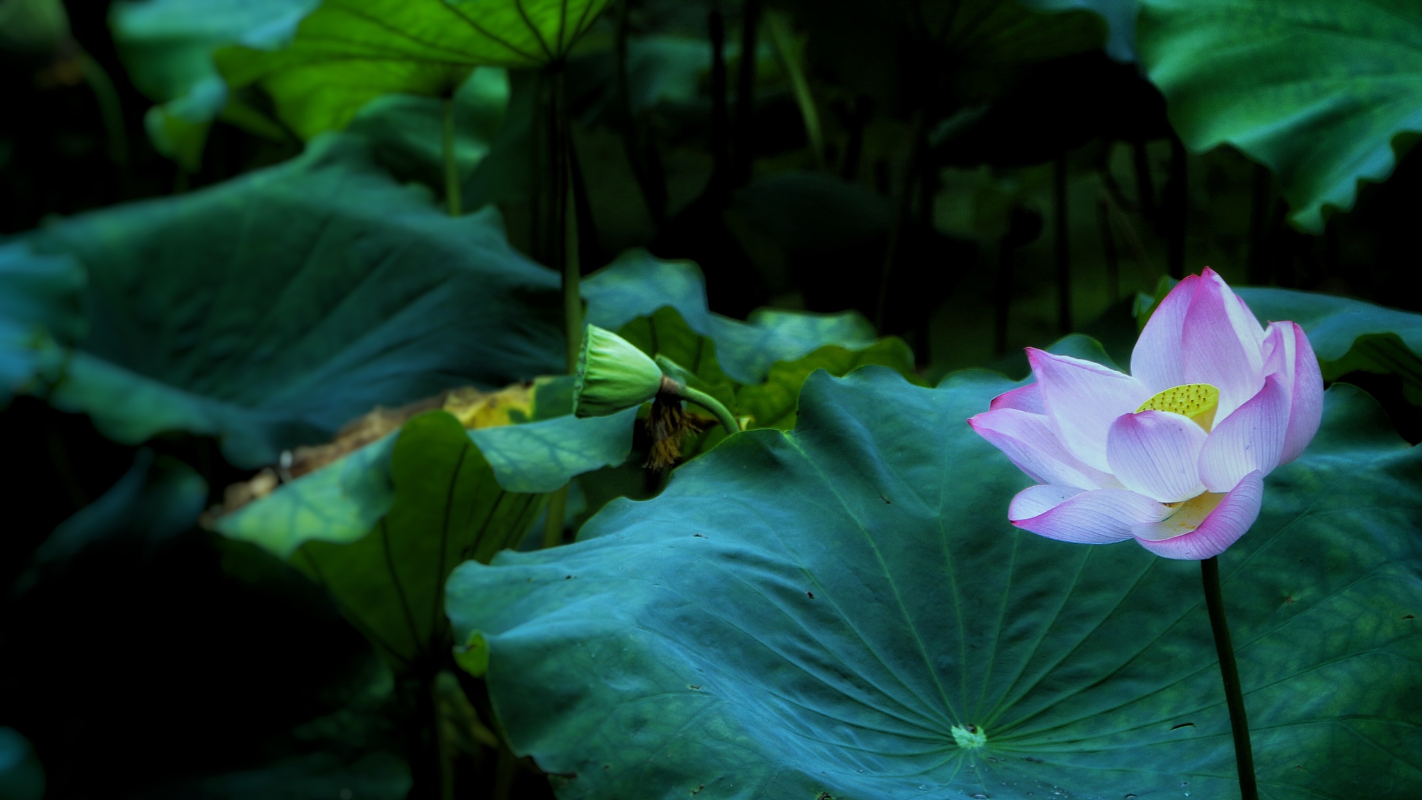 夏日荷花诗 - 描写荷花盛放的诗歌