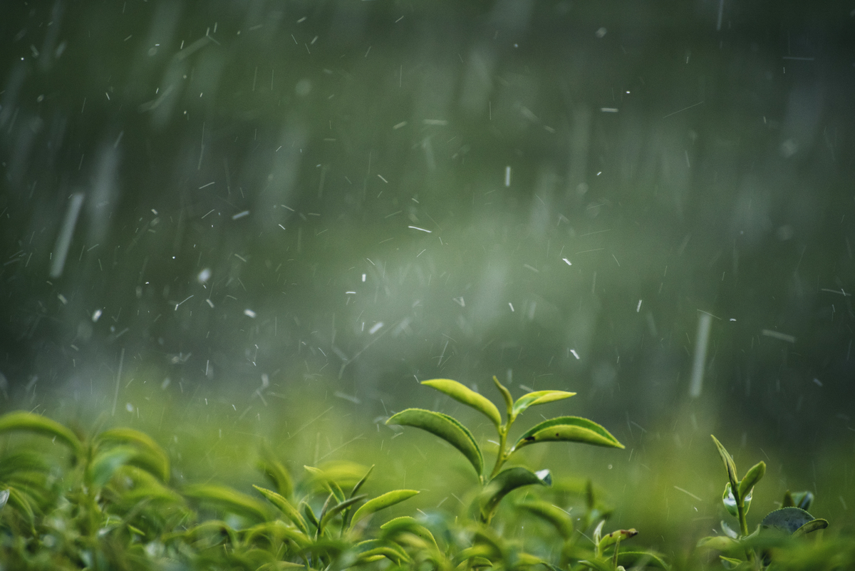 雨天诗歌：细雨轻柔，心绪飘散