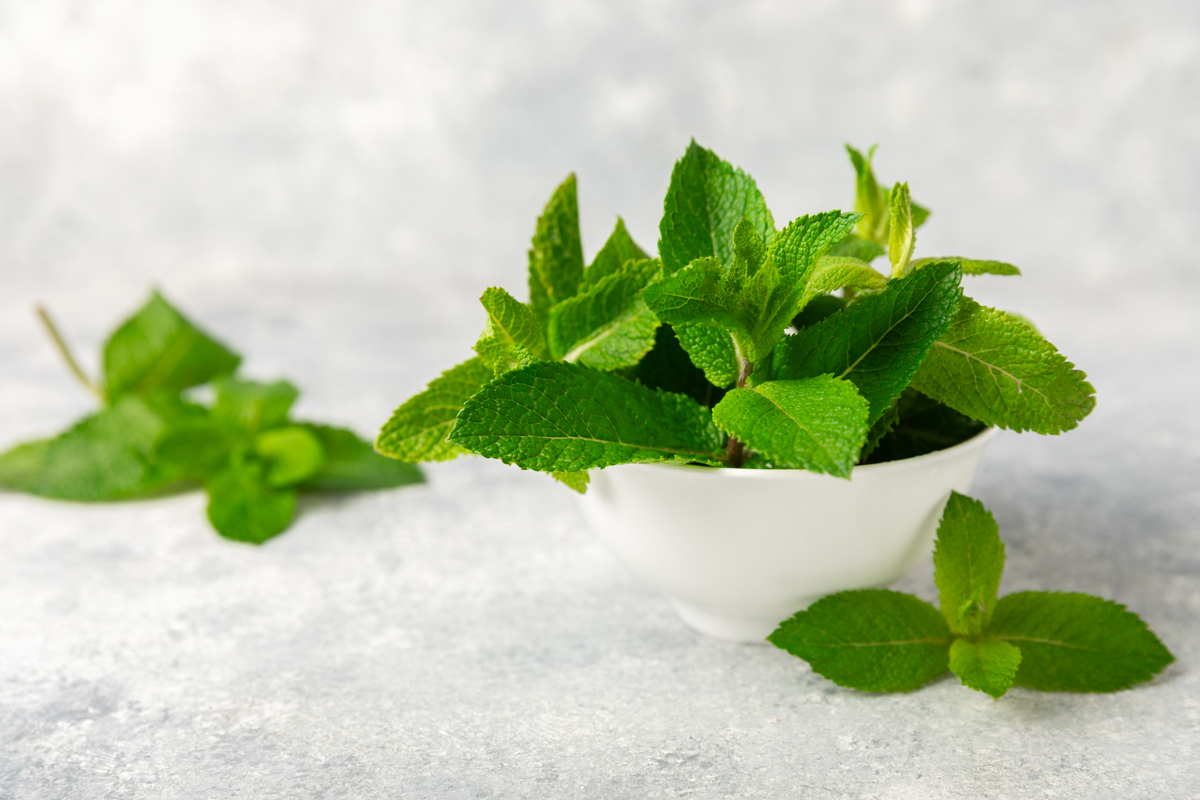 我们家的甜薄荷 写一篇300字小学作文