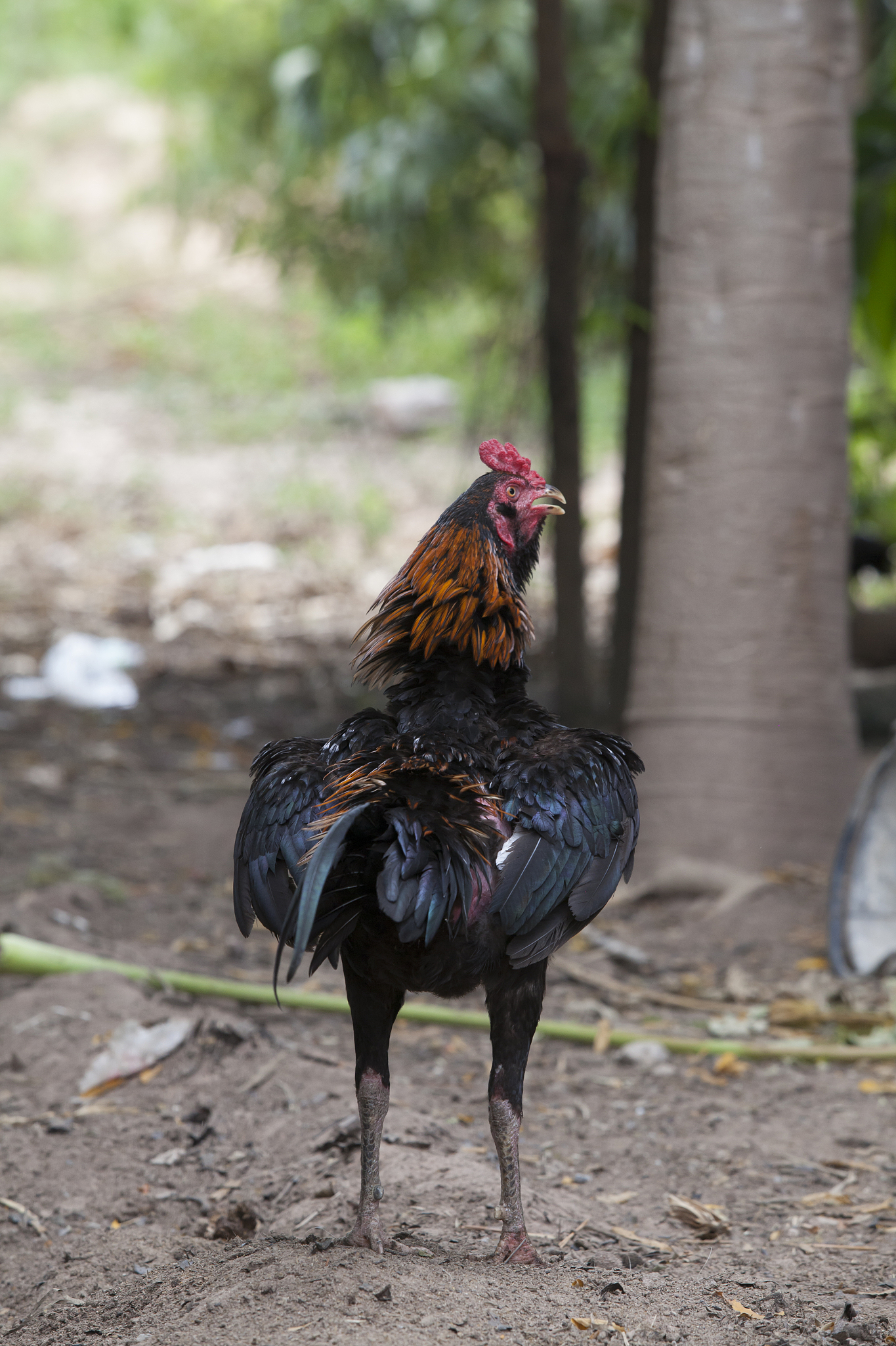 chicken animal