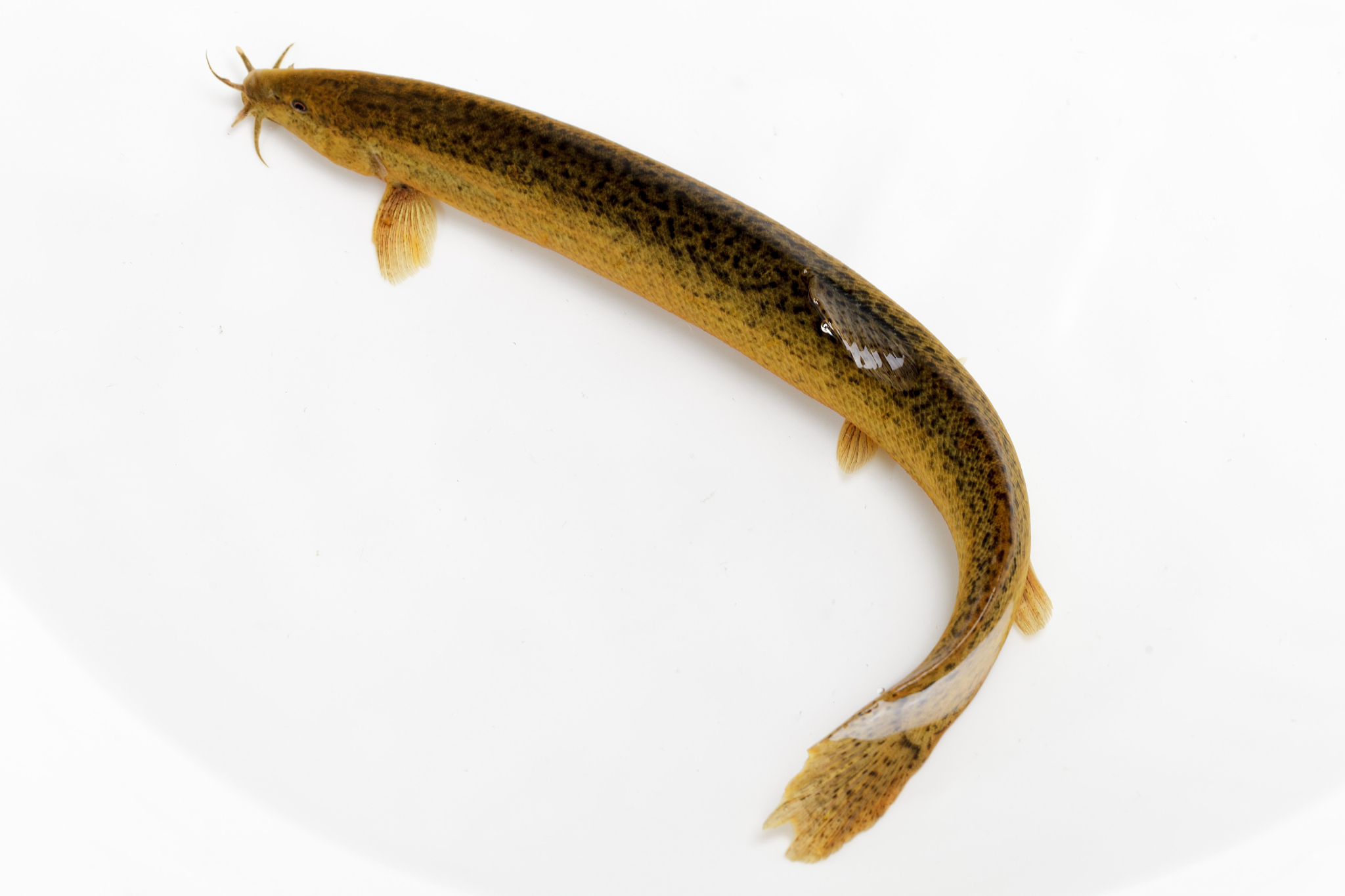 高原鳅属鱼类 - 全面了解高原鳅属鱼类的特点、分布和习性