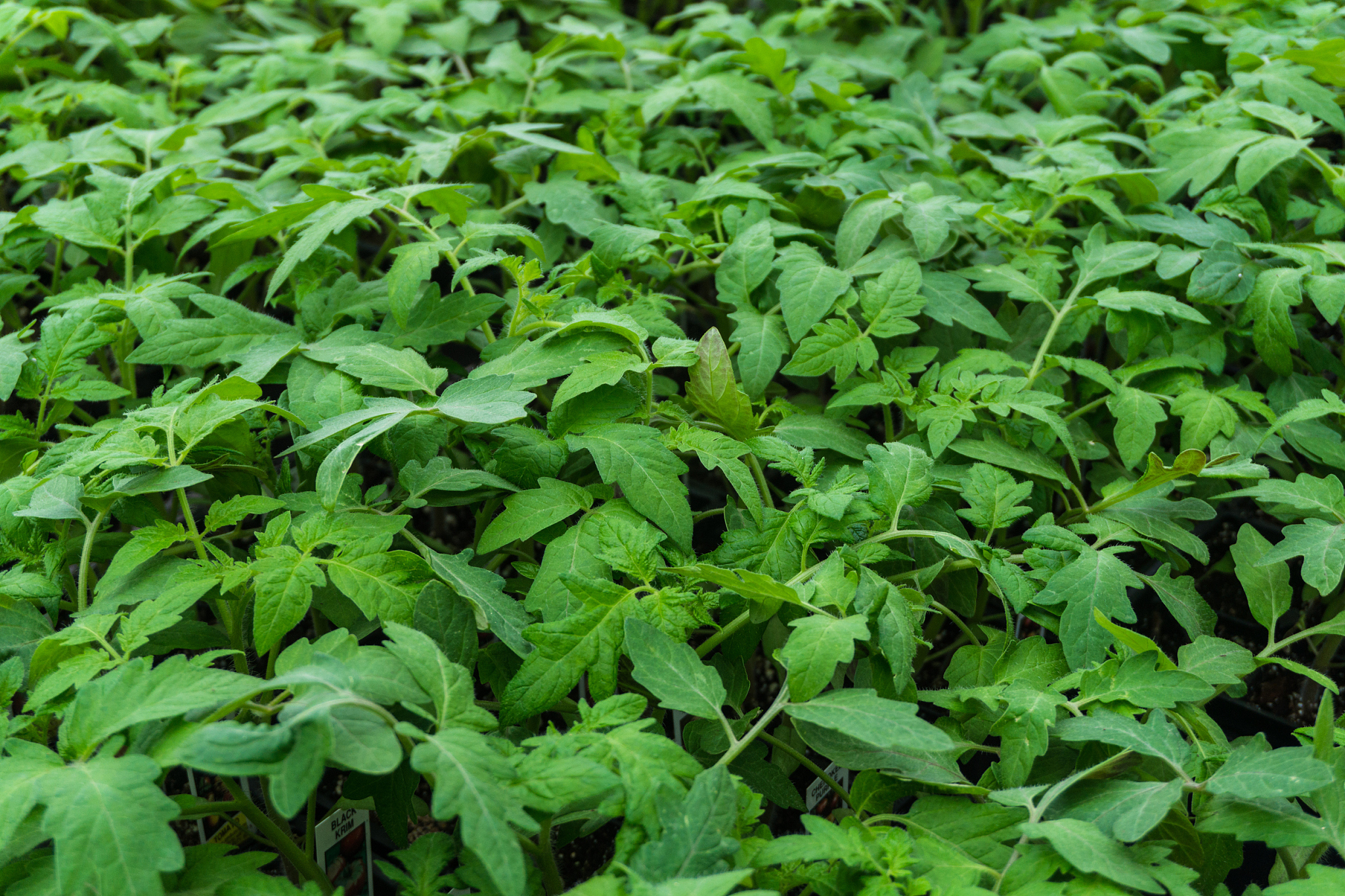 tomato plants