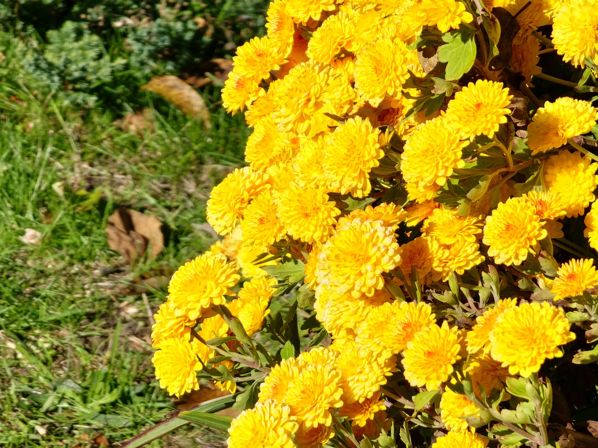 请650字博客文章主题是：菊花的品种