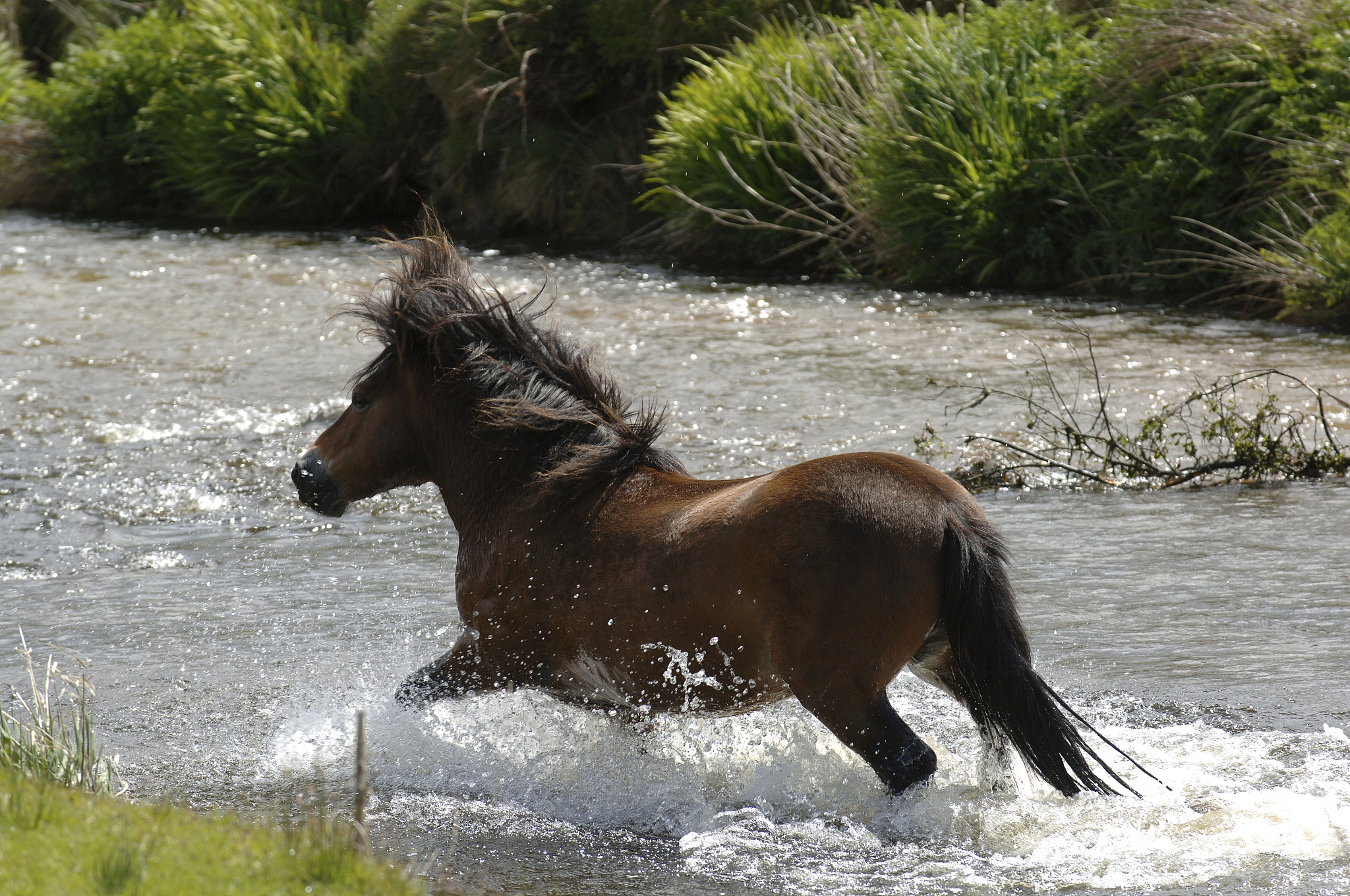 exmoor pony