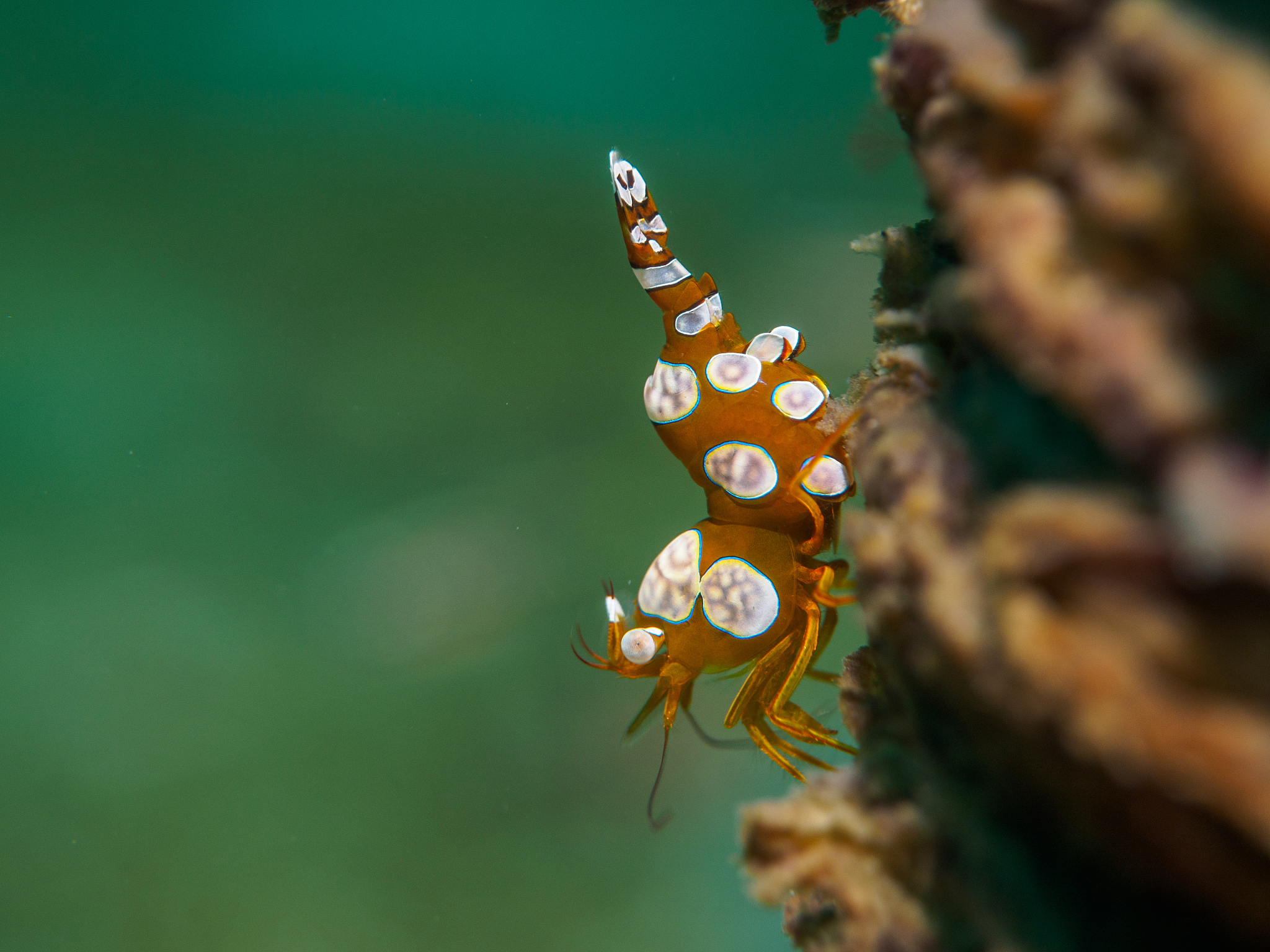 奇妙的生命：蜜蜂、海星和熊猫