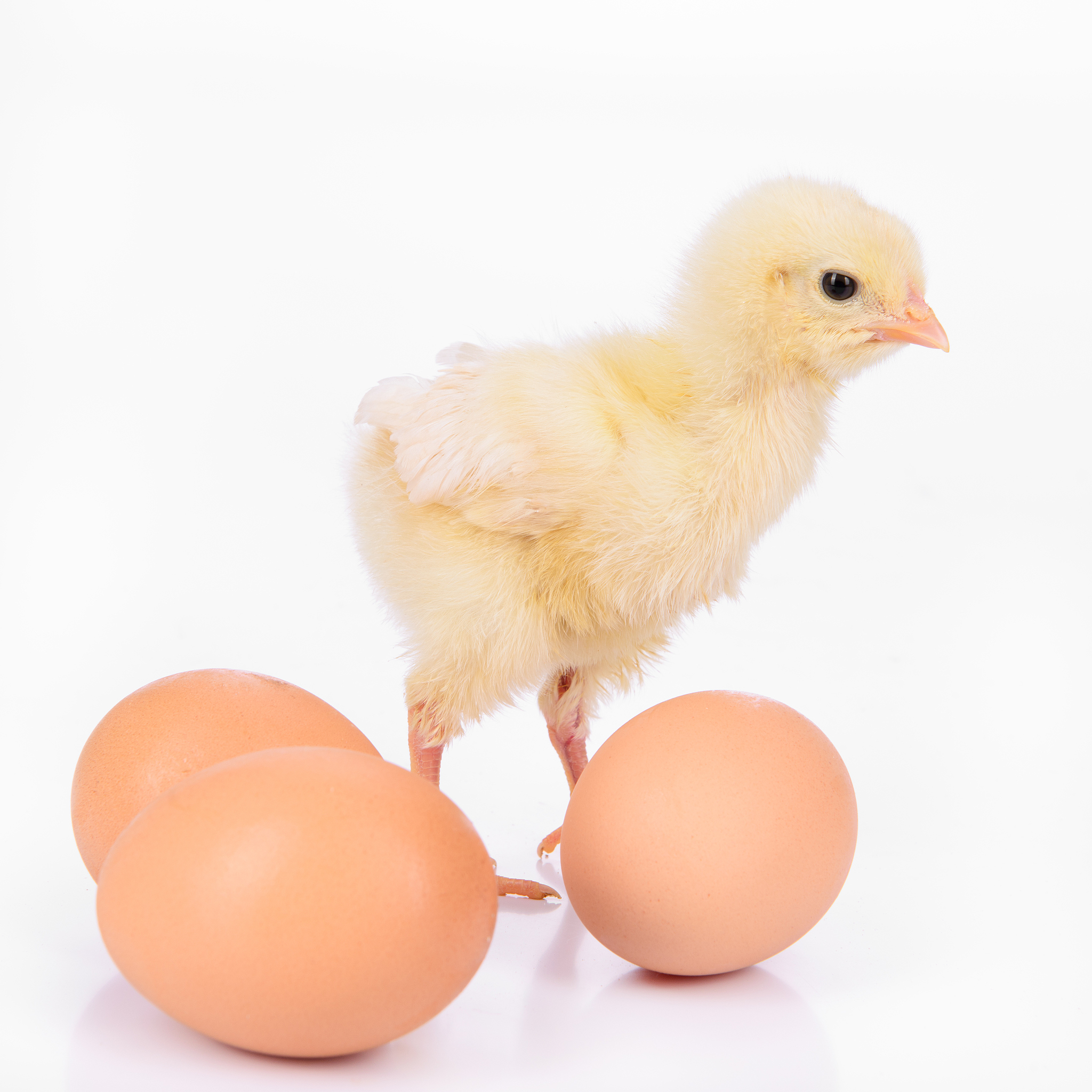 先有蛋还是先有鸡？生物学告诉你答案！