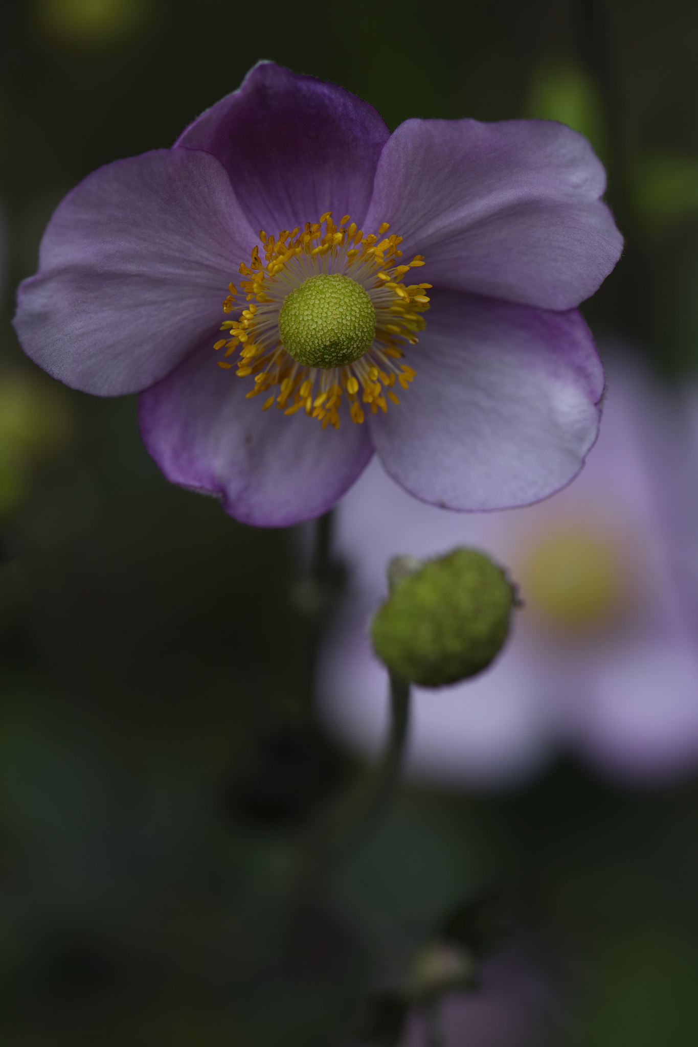 热线电话是什么意思