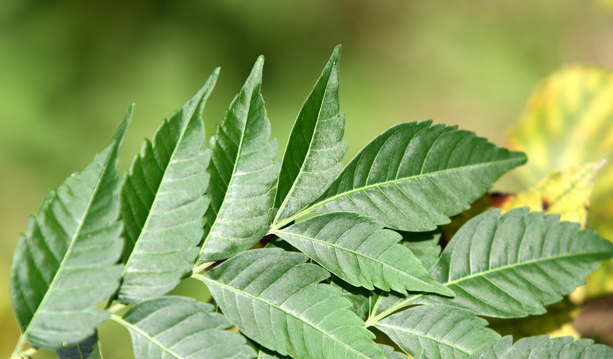 green leaf