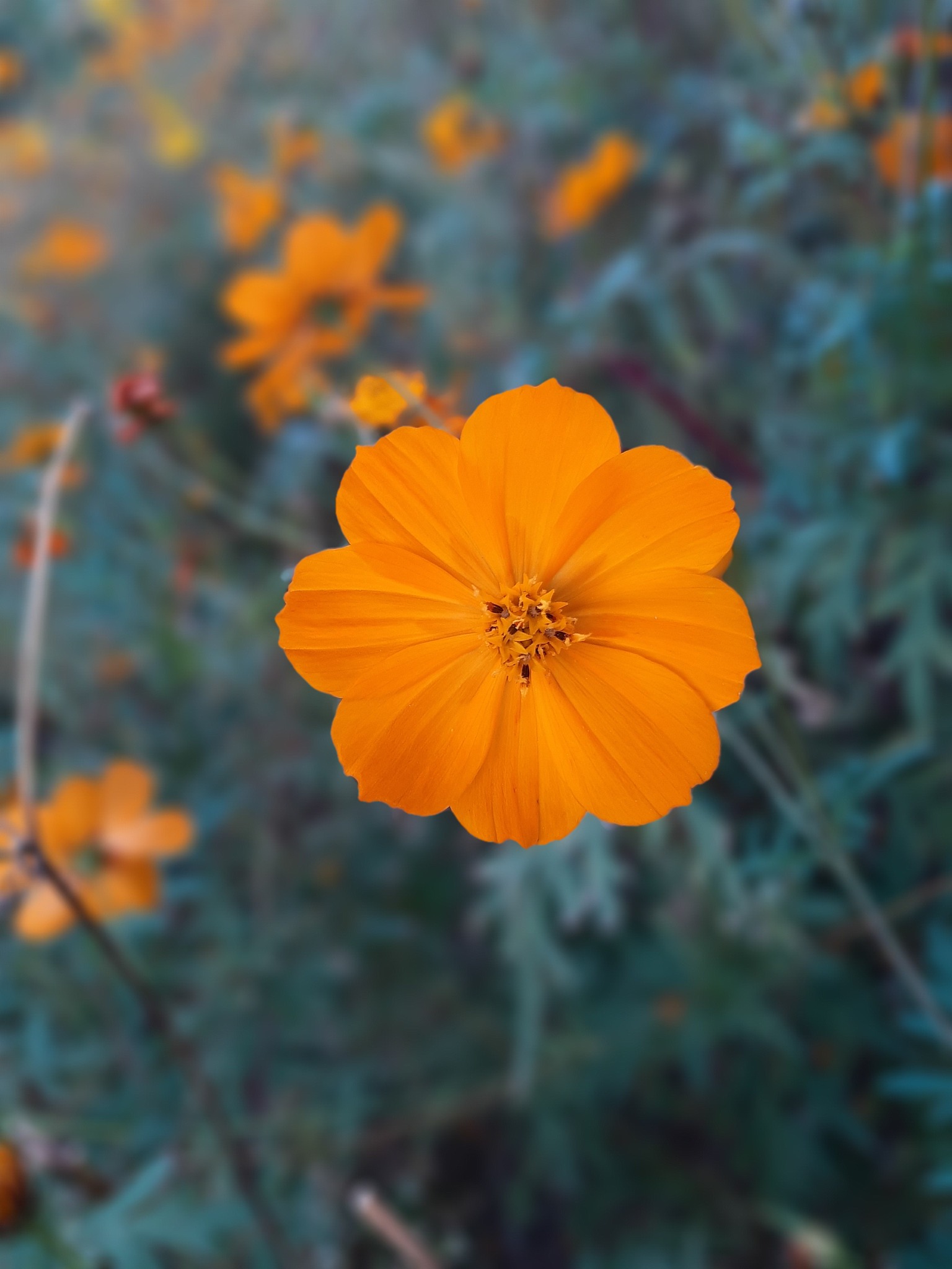 形容美女的古风四字词语：倾国倾城、国色天香、玉颜婉约...