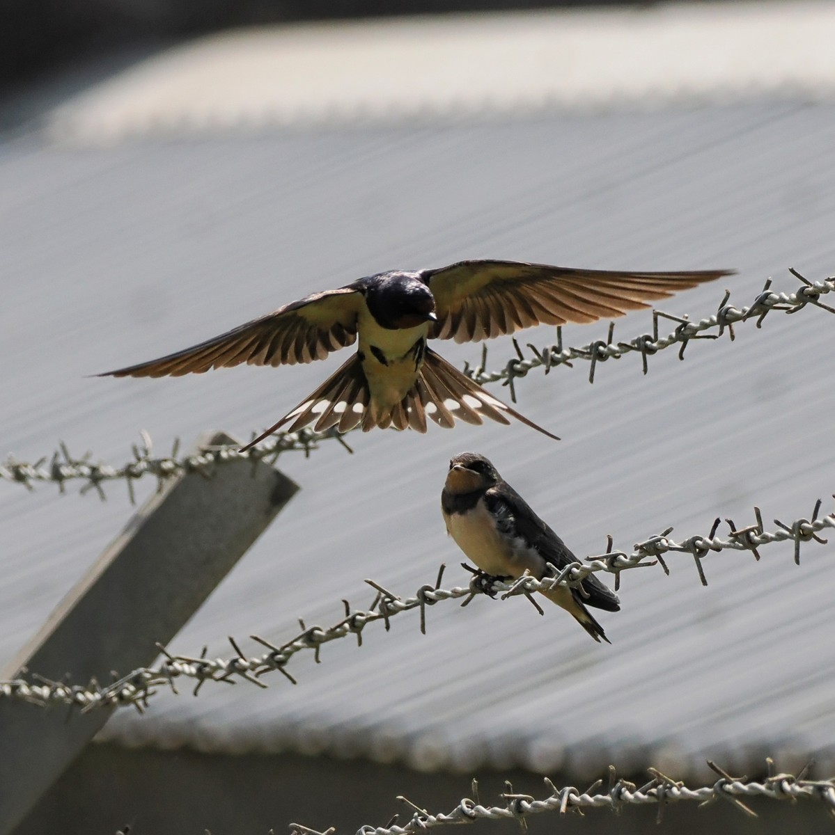 燕子中赶集：传统习俗，民俗文化