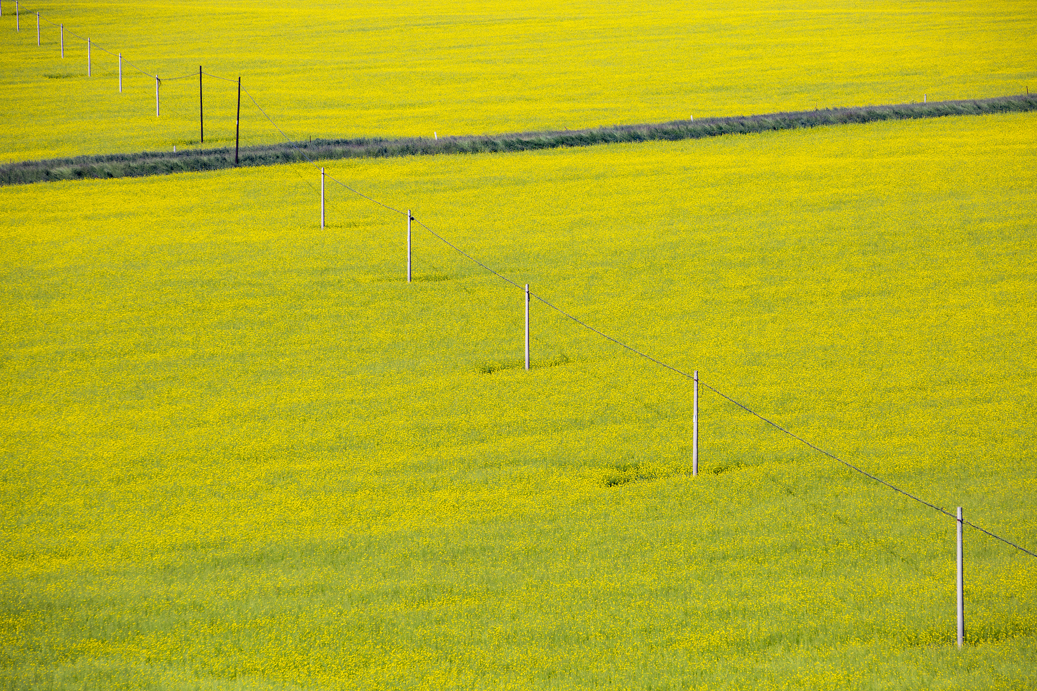 油菜花 写一篇300字小学作文