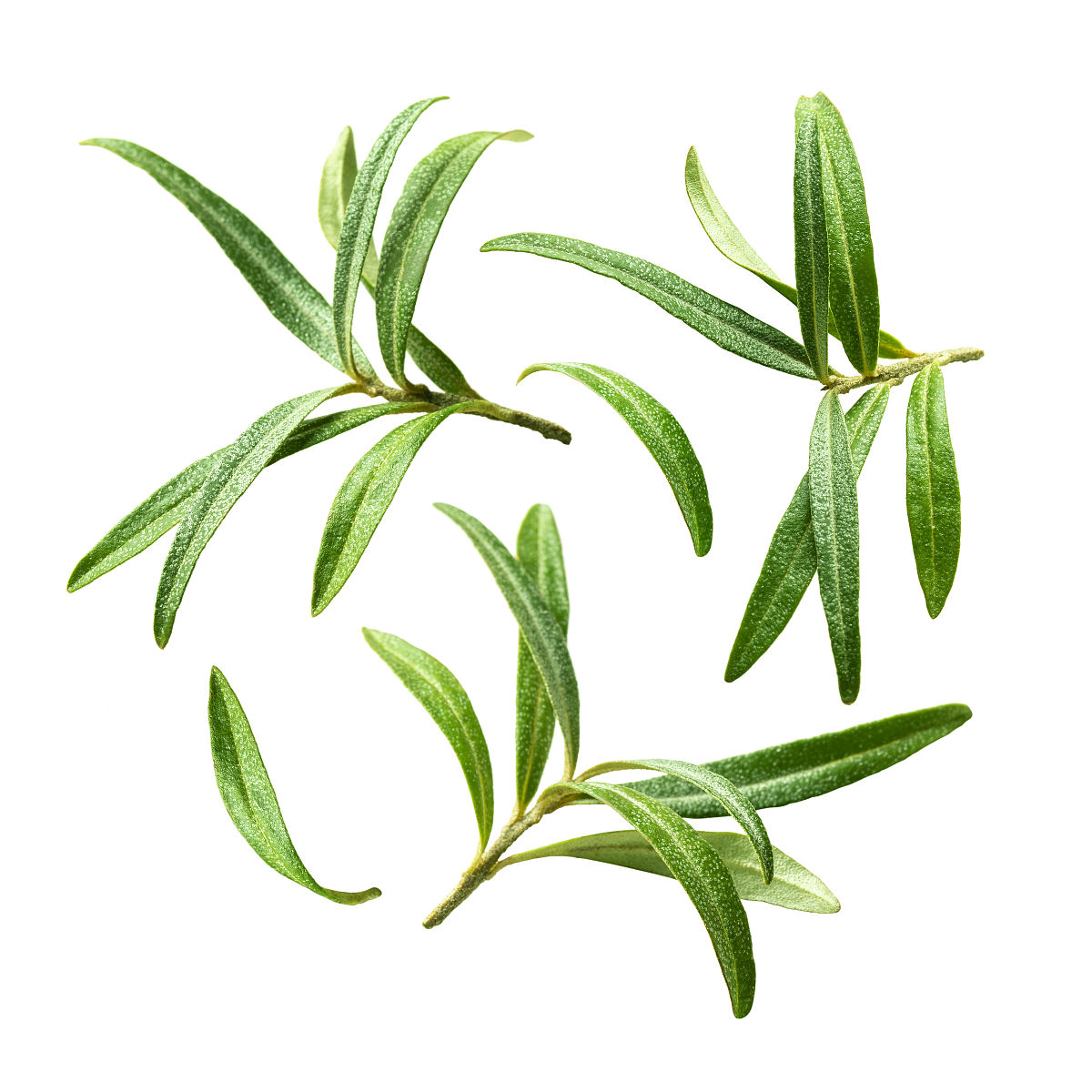 沙棘工厂设计摘要