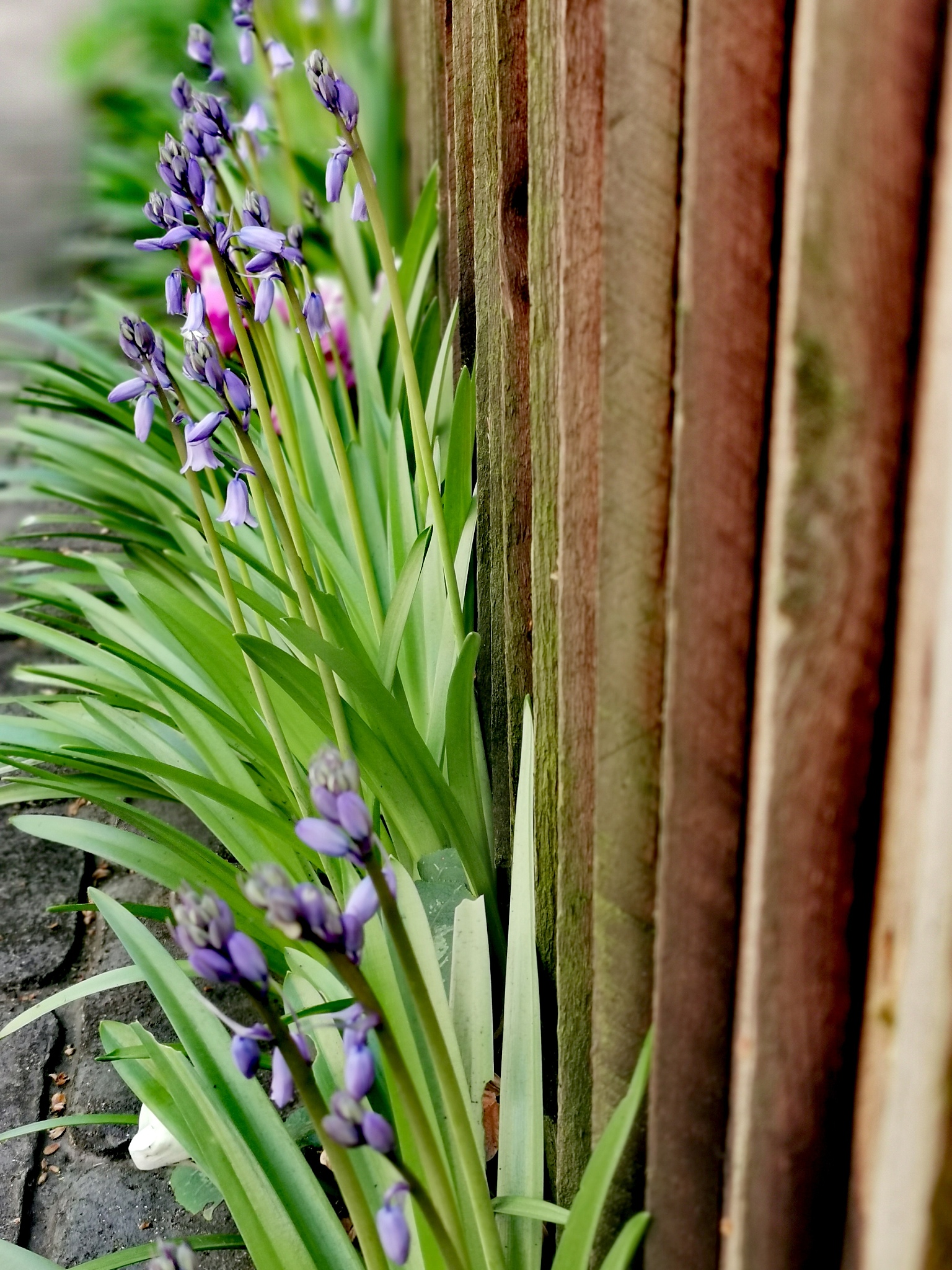 bluebells