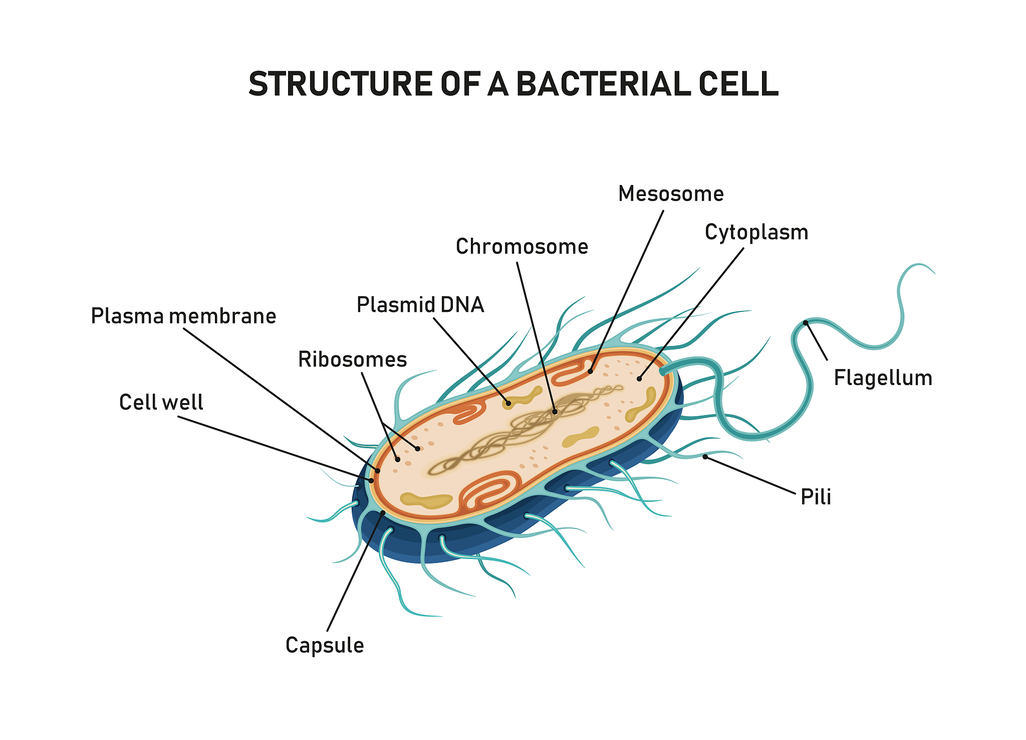 OuterMembrane和Extracellular的区别