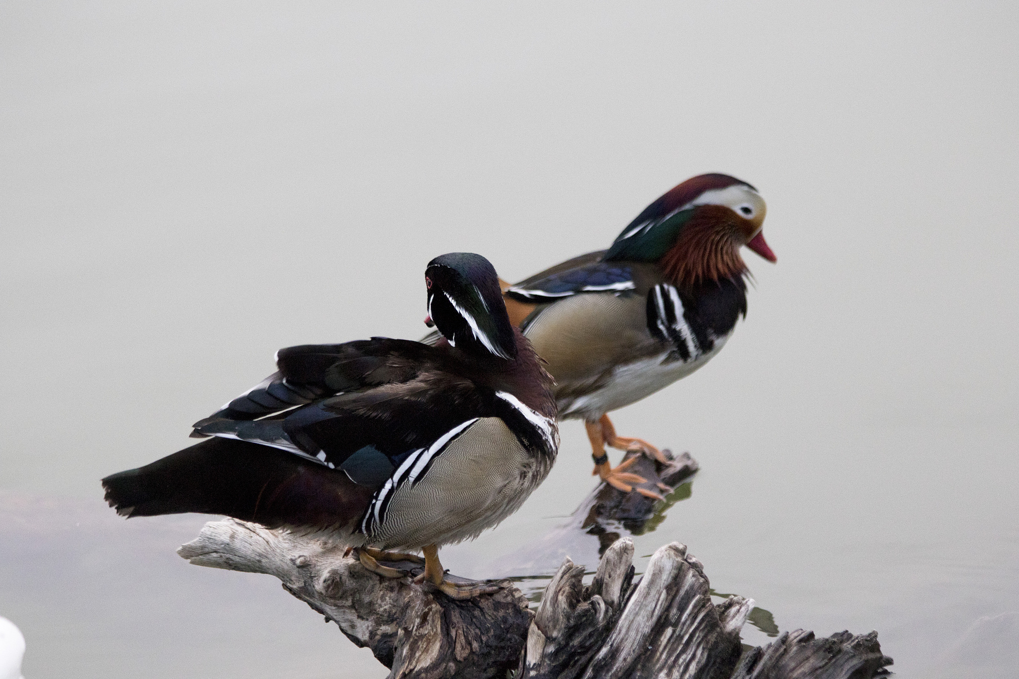 三峡联合职业大学2023年有哪些专业