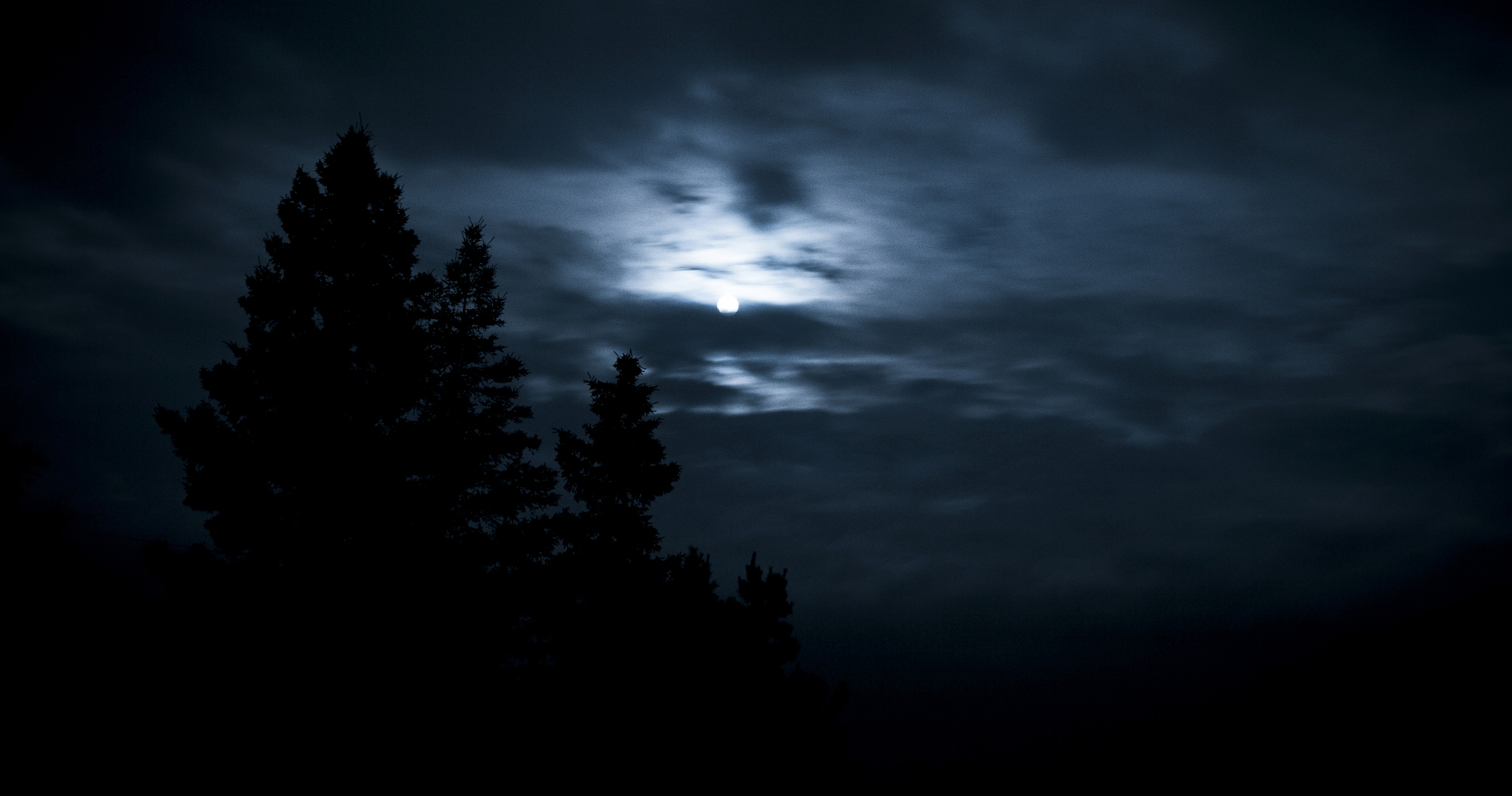A Night of Darkness, Trees, and Faint Light
