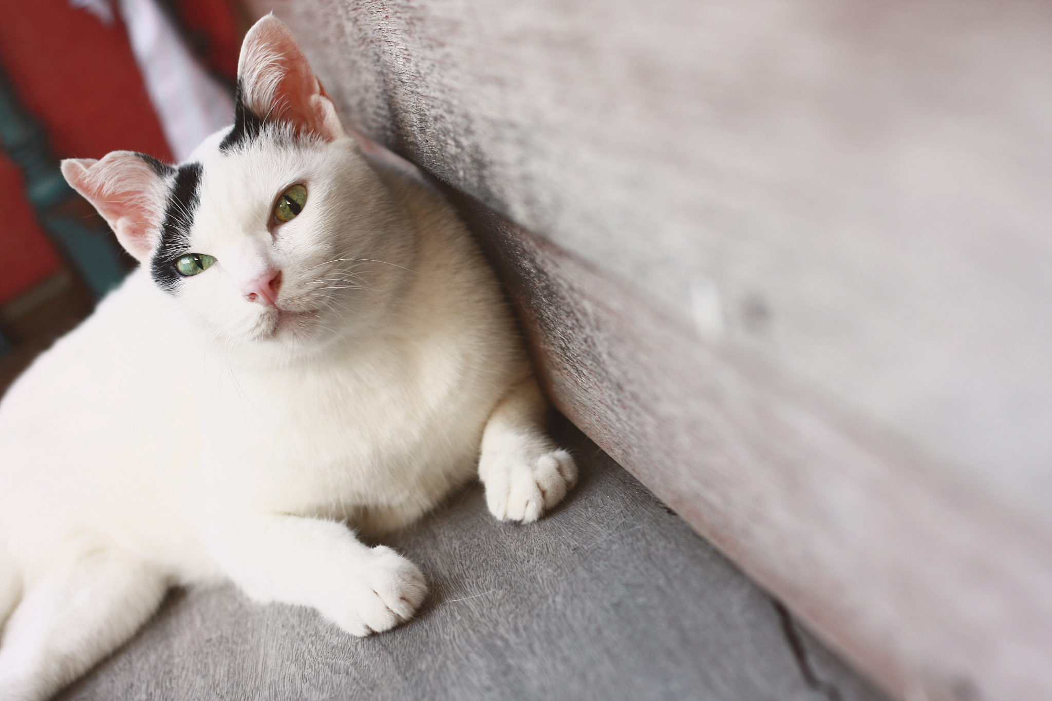 white cat sitting and sleeping on the wooden terrace