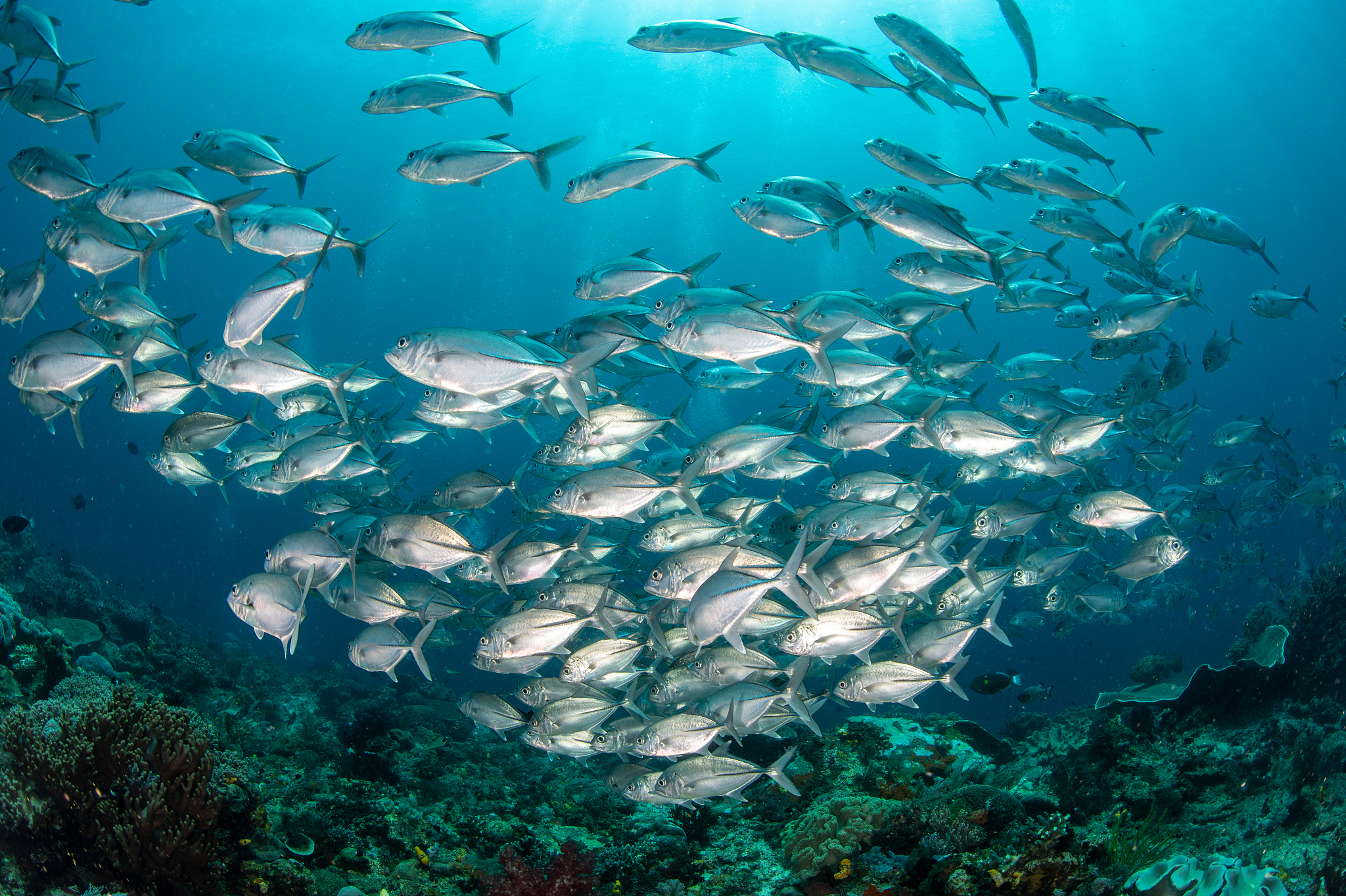 海洋的重要性：生态系统、经济价值和环境保护