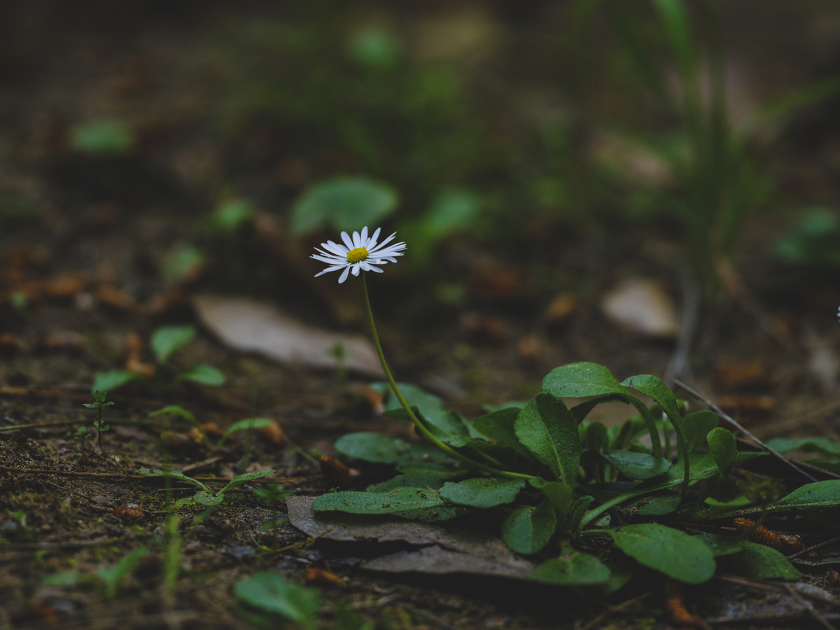野花，生命中的坚强力量