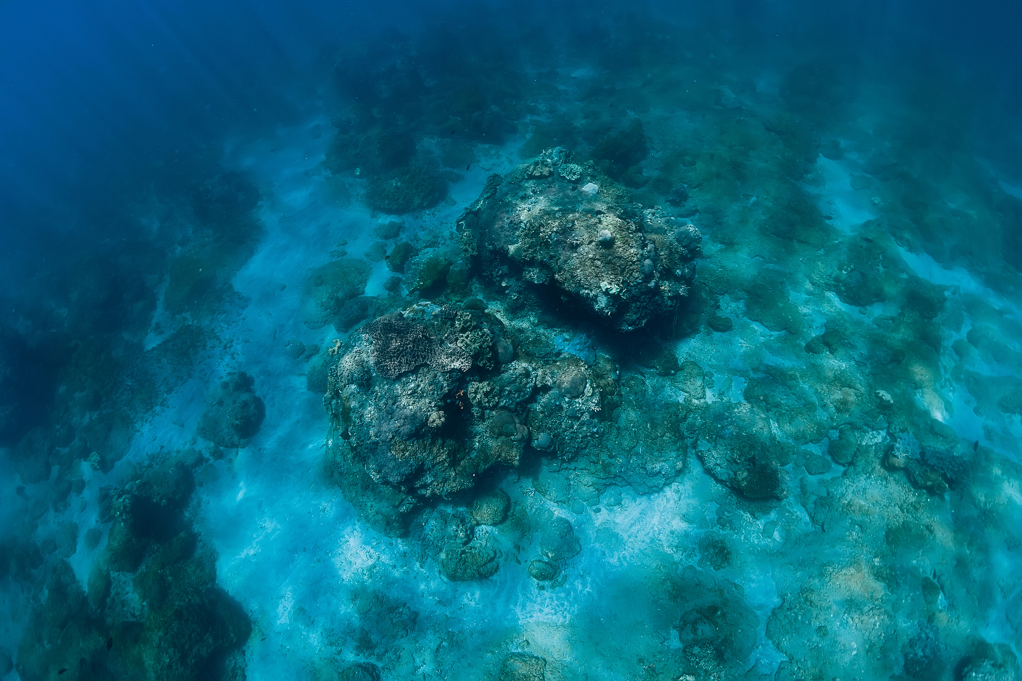 underwater scene in ocean with corals. tropical sea