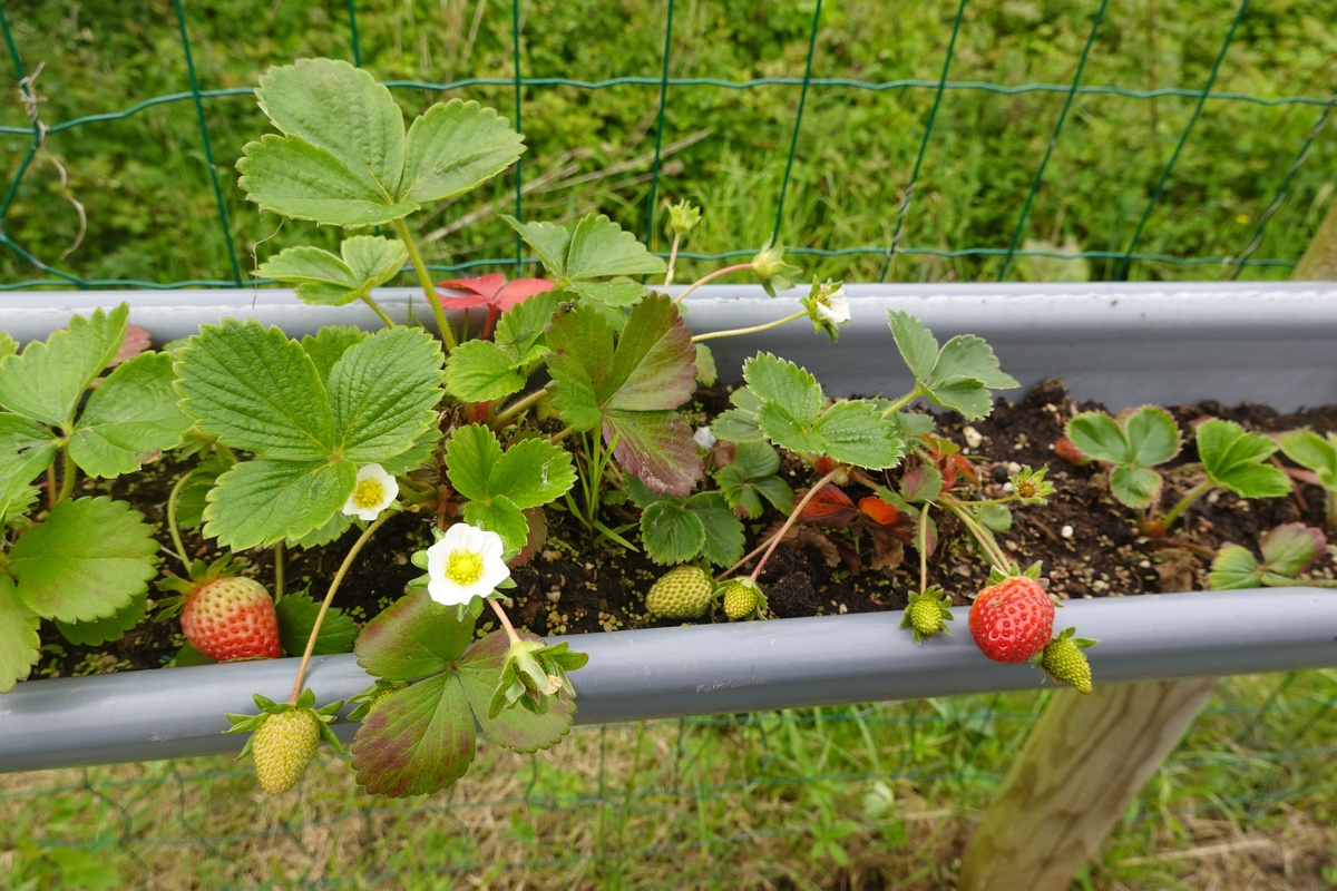 草莓夏季养护指南：如何种植出美味草莓？秋天还能采摘吗？