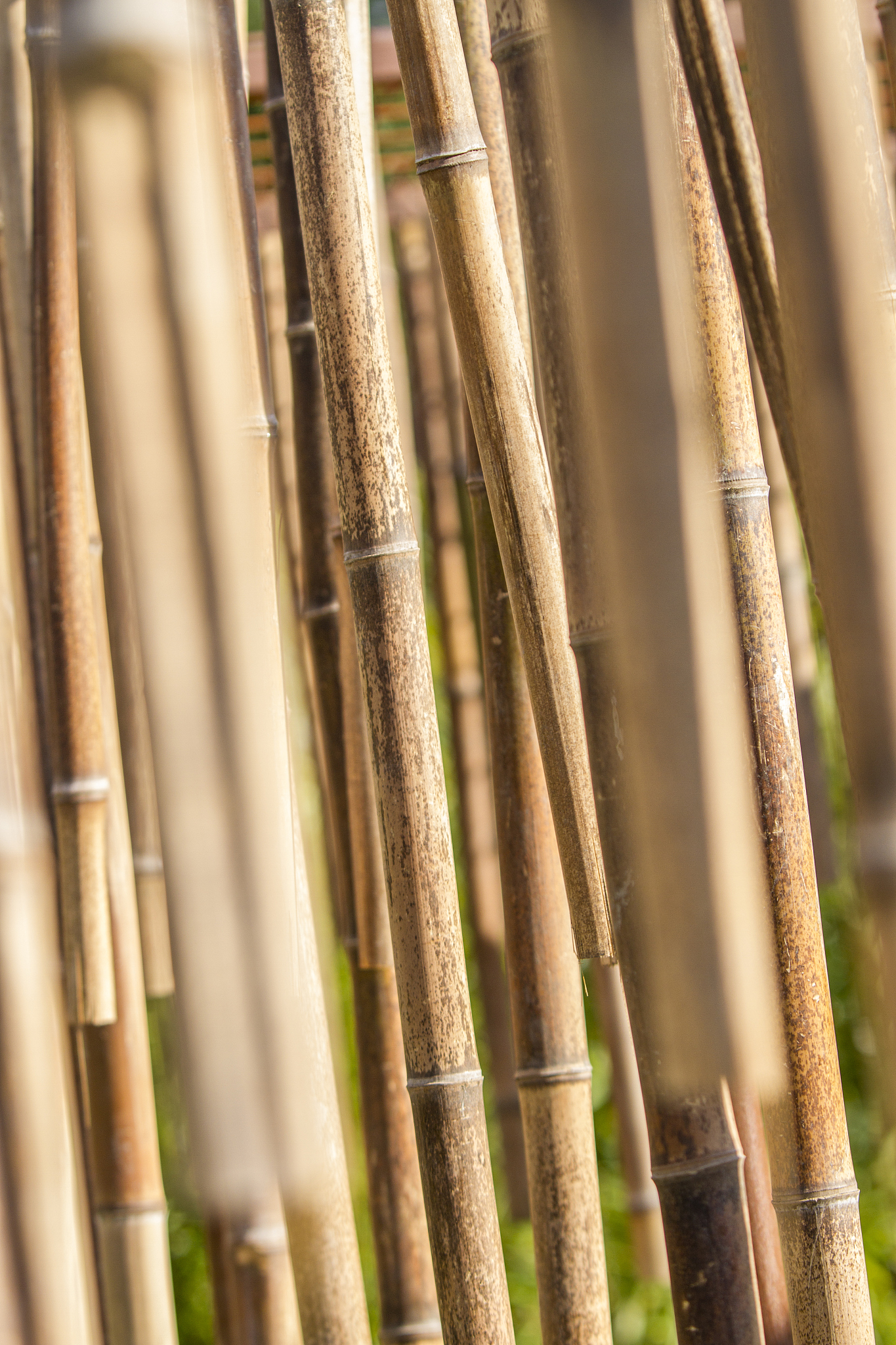 bamboo