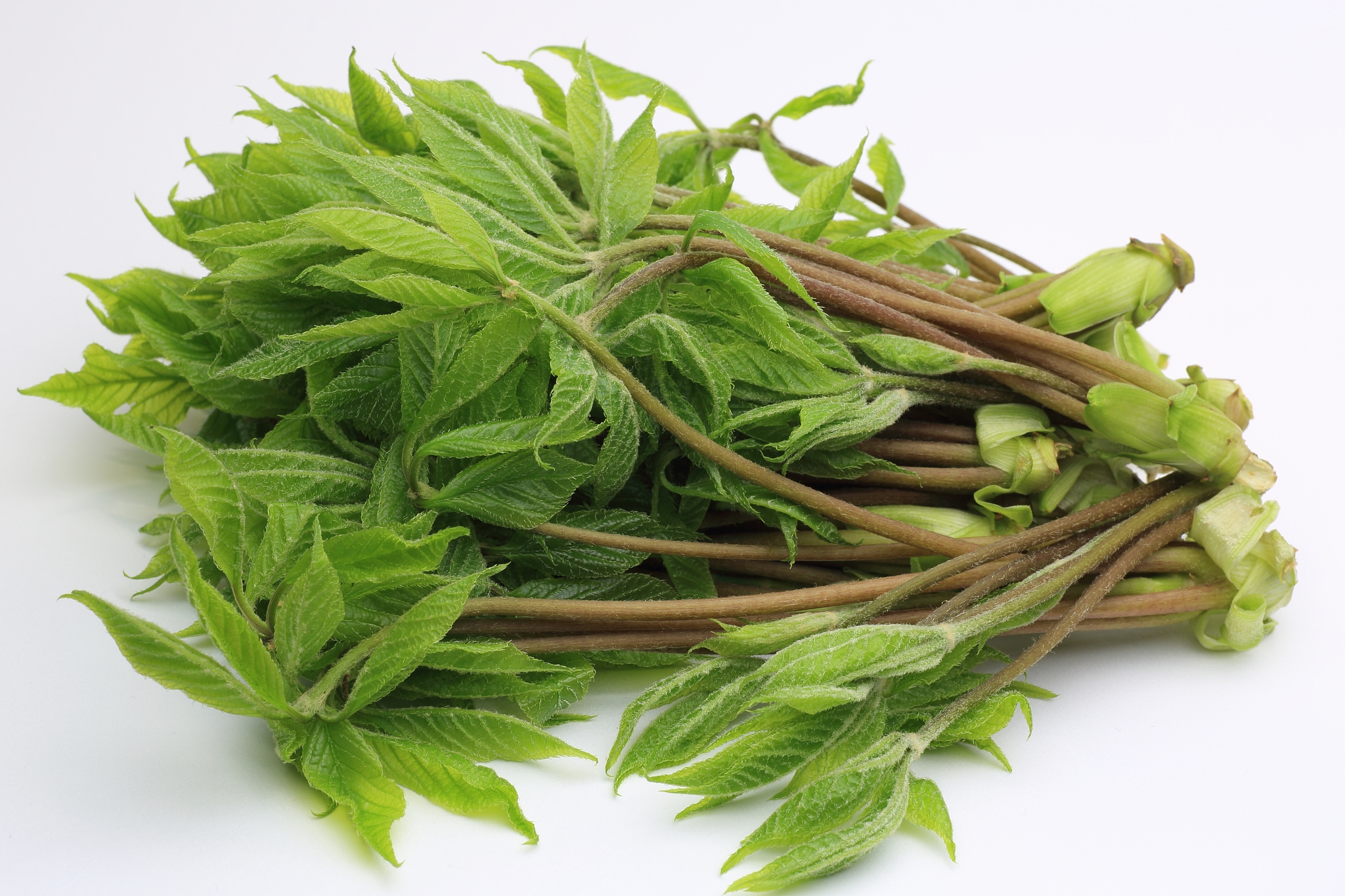 2019野生植物资源开发与利用专业怎么样？就业方