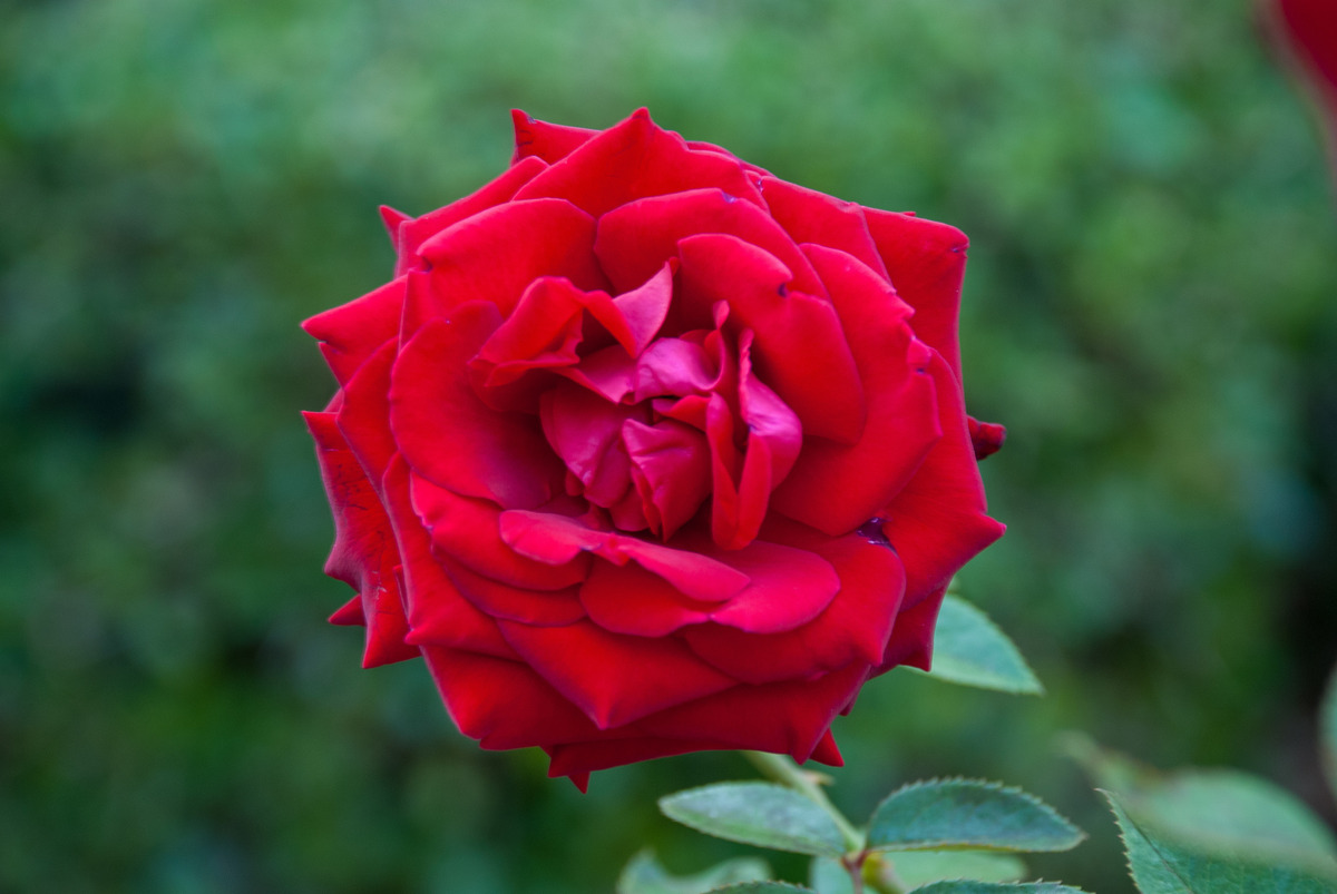 没人规定一朵花必须开玫瑰