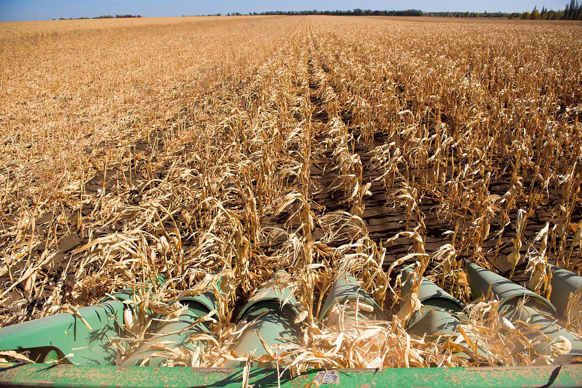 谷大3520抗倒伏吗脱水快慢的原因用230字帮我详细描述