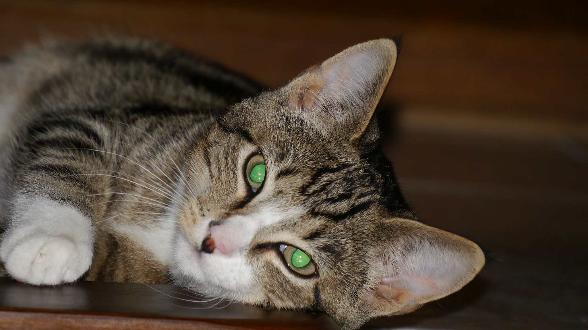 close-up portrait of cat lying down