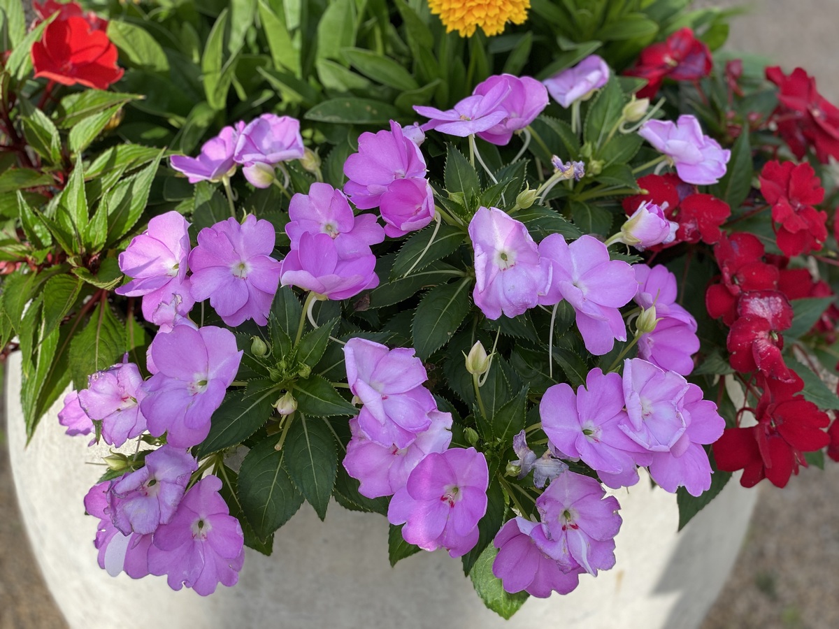 长春花：花期长，颜色多，耐寒易栽培的观赏植物