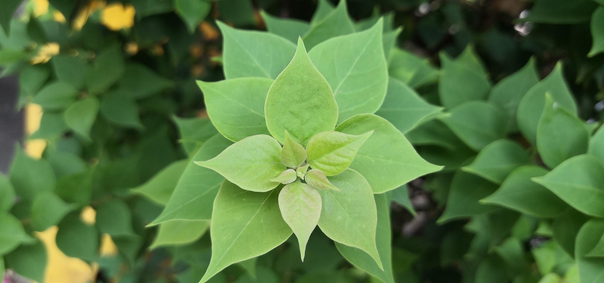 close-up of plant leaves