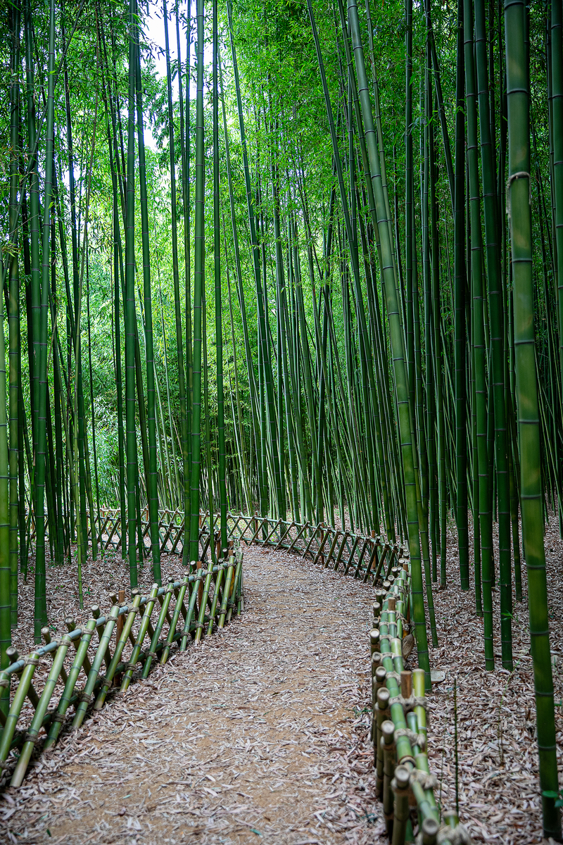 福建石狮竹海游记：探秘绿意盎然，体验竹文化魅力