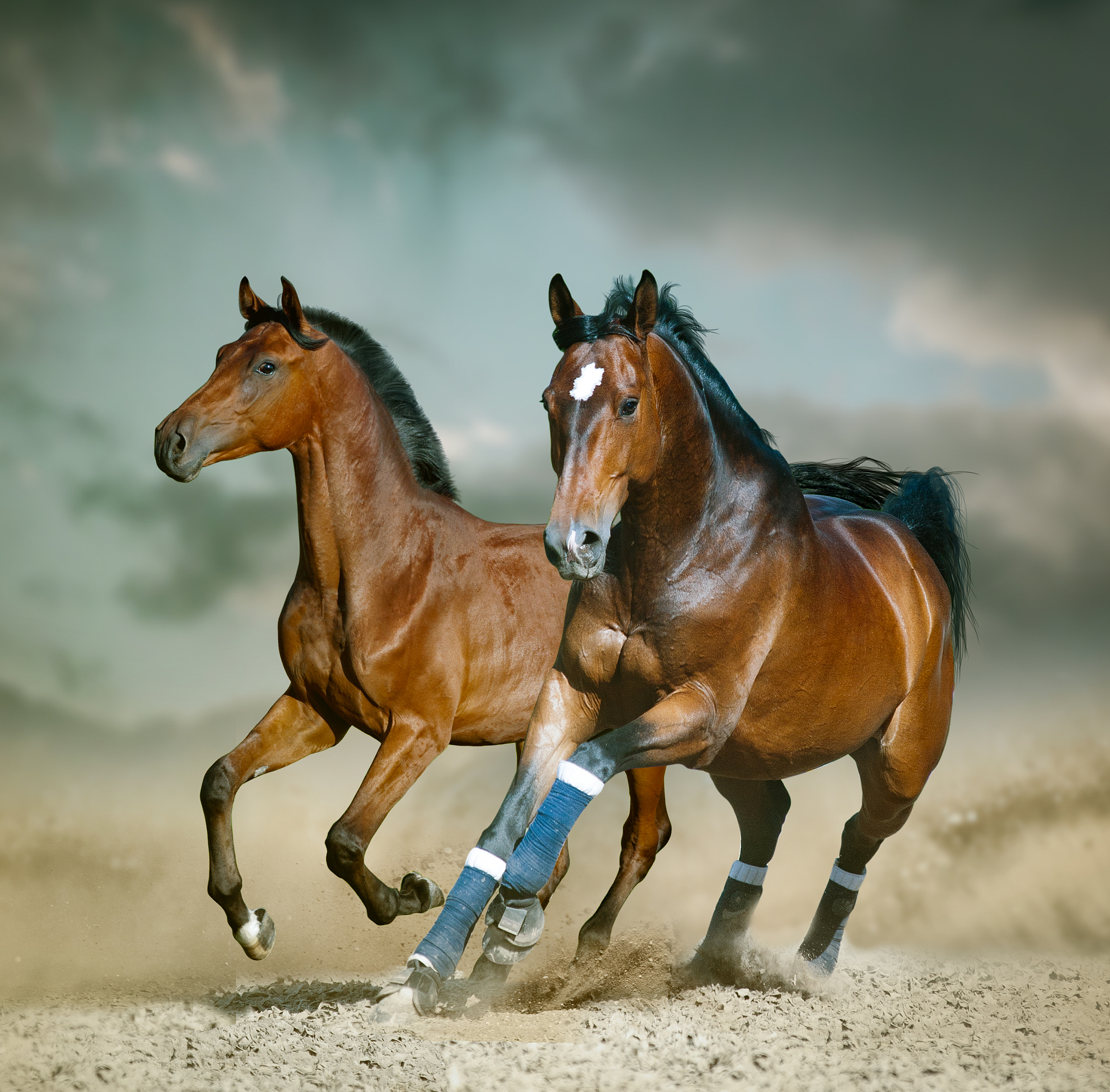 bay sportive horse running wild