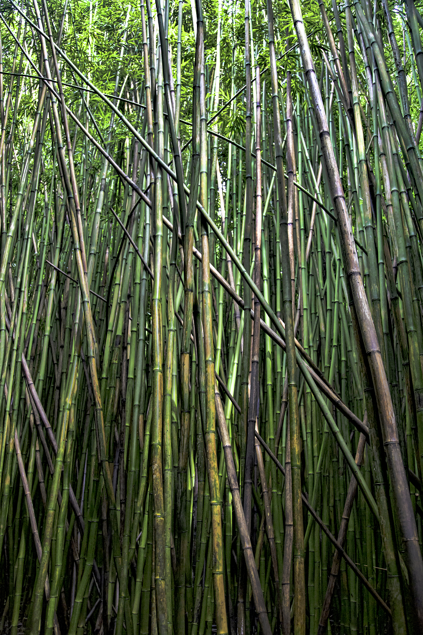 bamboo forest
