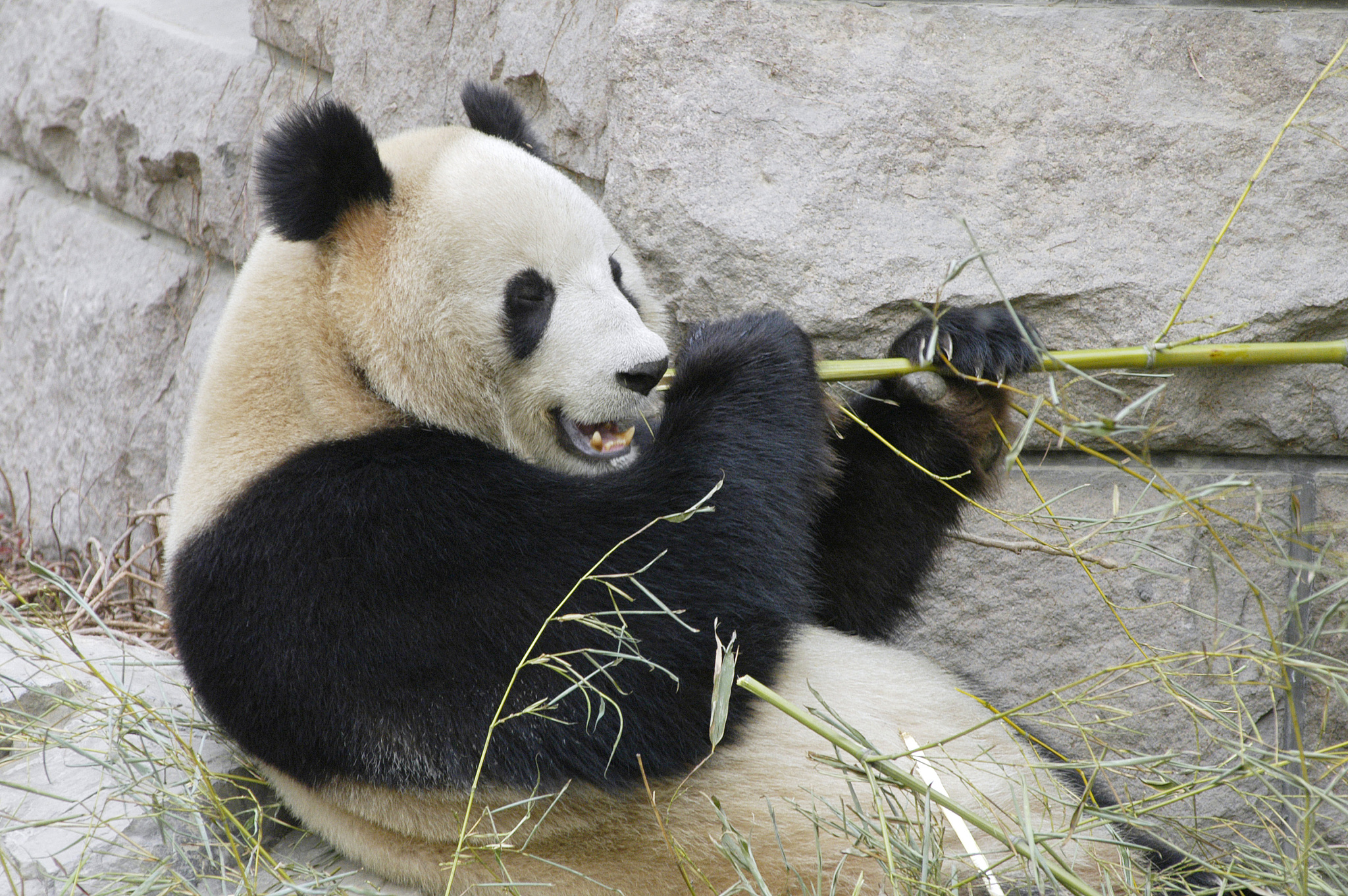 Panda: The Adorable Giant Bear of China