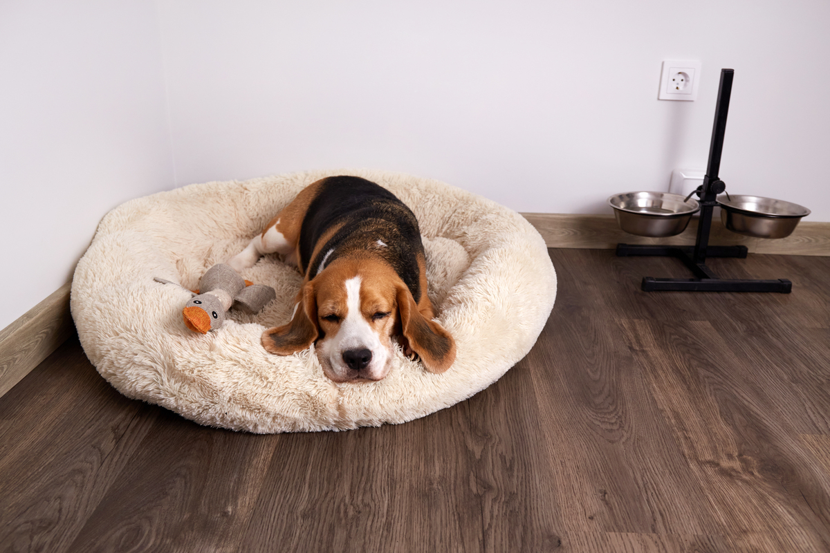 如何让小狗重新入睡，方便人类休息？