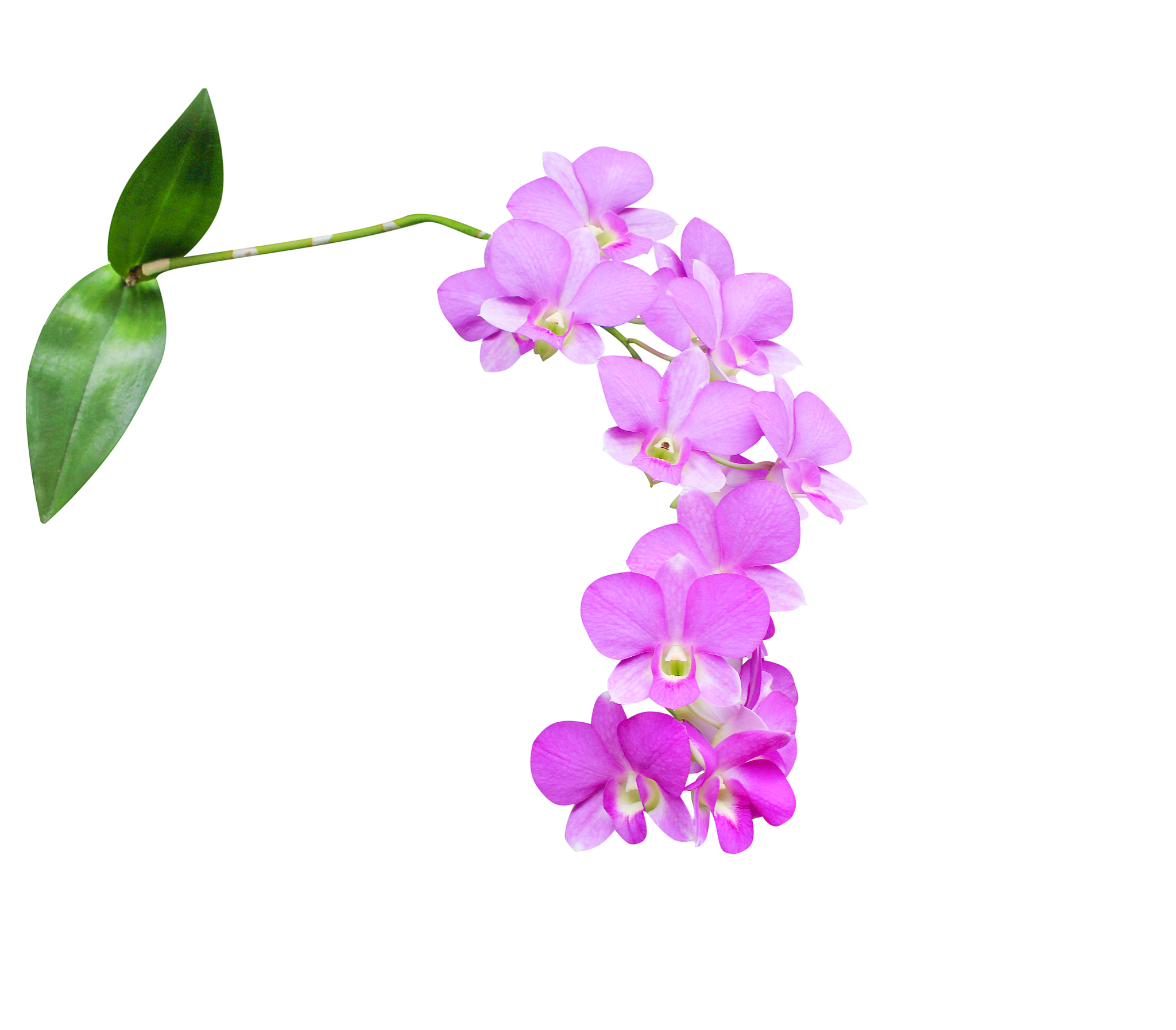 close up beautiful inflorescence of purple orchids blooming and 