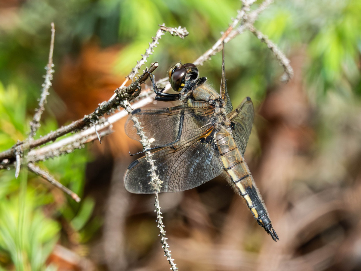 JOURNAL OF APPLIED ENTOMOLOGY期刊的研究范围