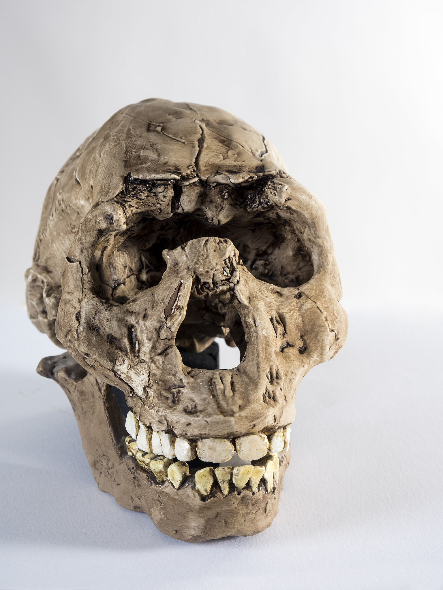 playing the fossil skull of a child, homo eroaster