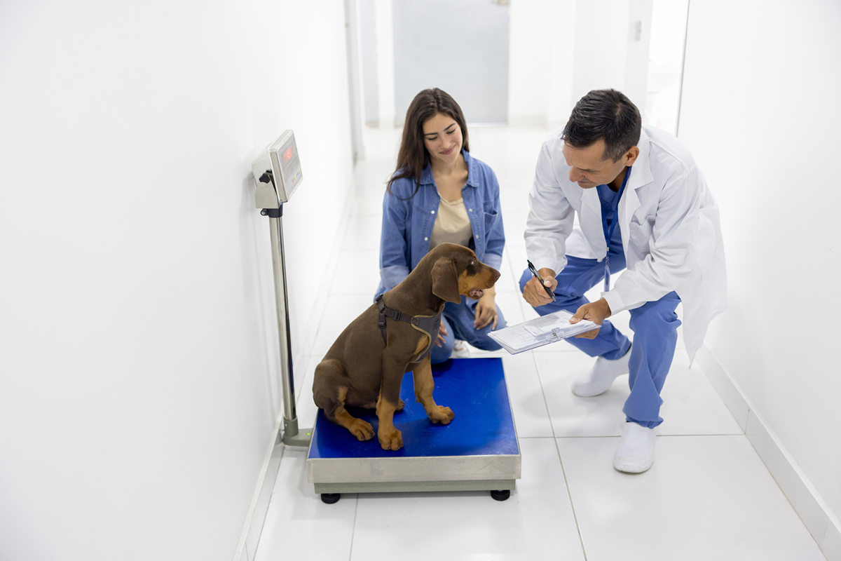 宠物新家适应指南：从环境到情绪，全面照顾你的爱宠