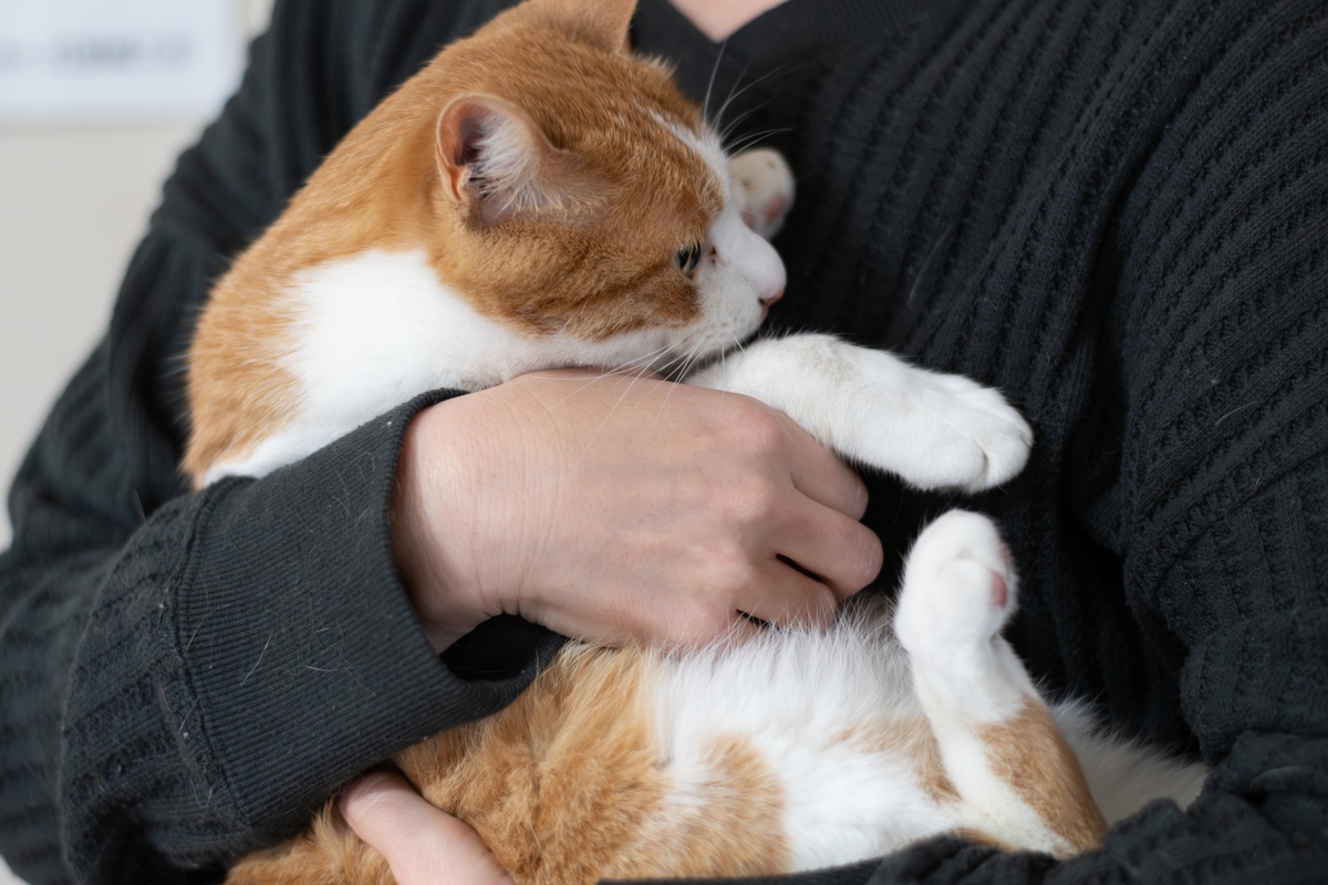 猫咪长大后为何不再黏人？解密猫咪行为变化之谜