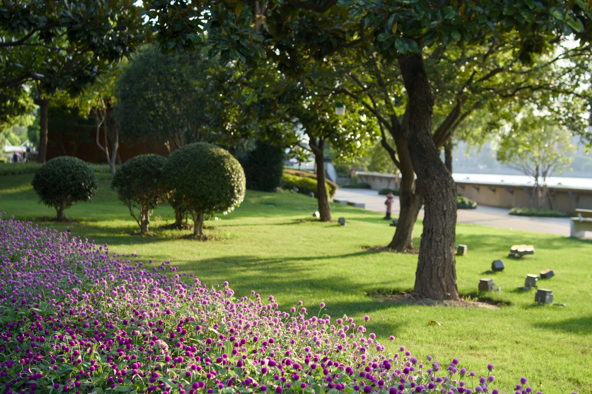 延安宝塔区“大树进城”问题：管理人员急功近利弊端分析