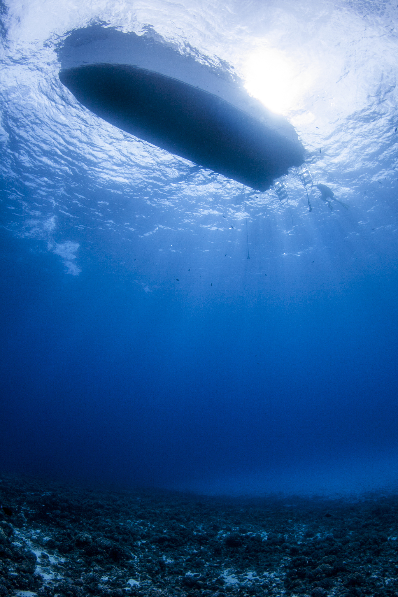 under the sea