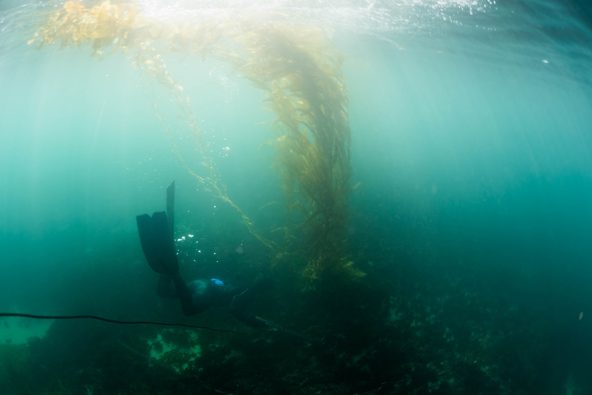 man swimming underwater spear fishings in beautiful california o