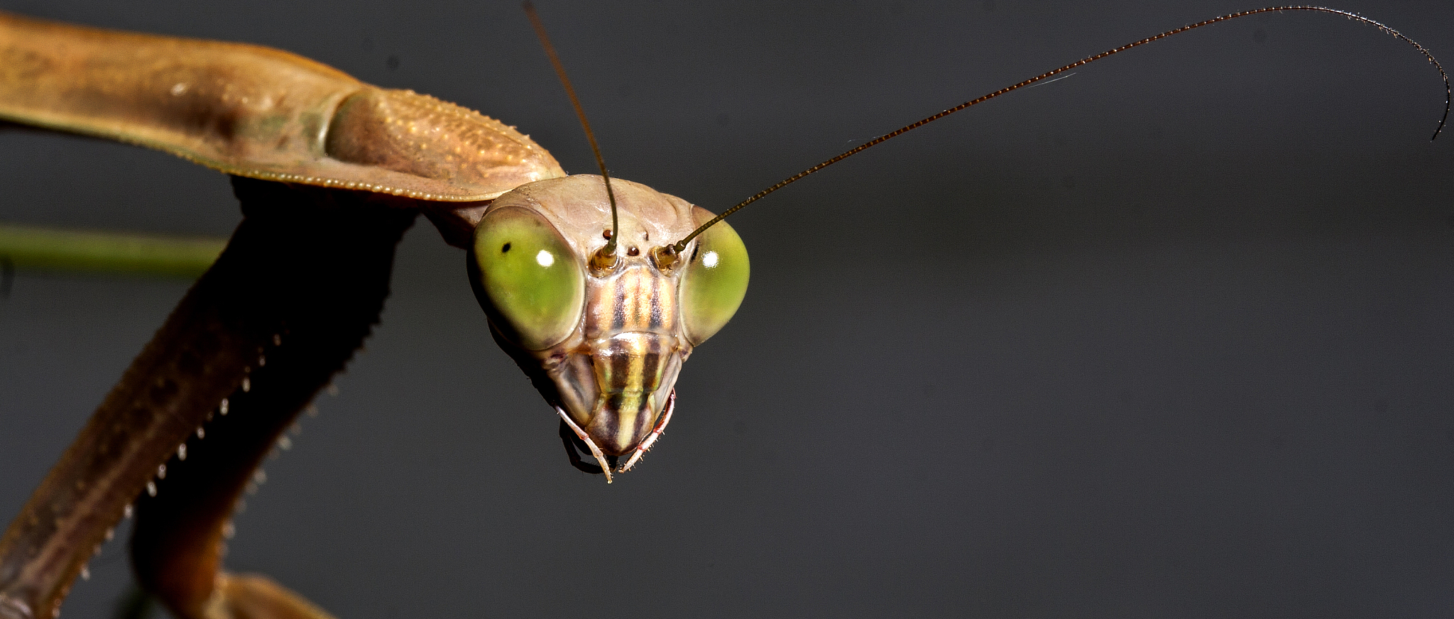 螳螂捕蝉黄雀在后：寓言故事解析及启示