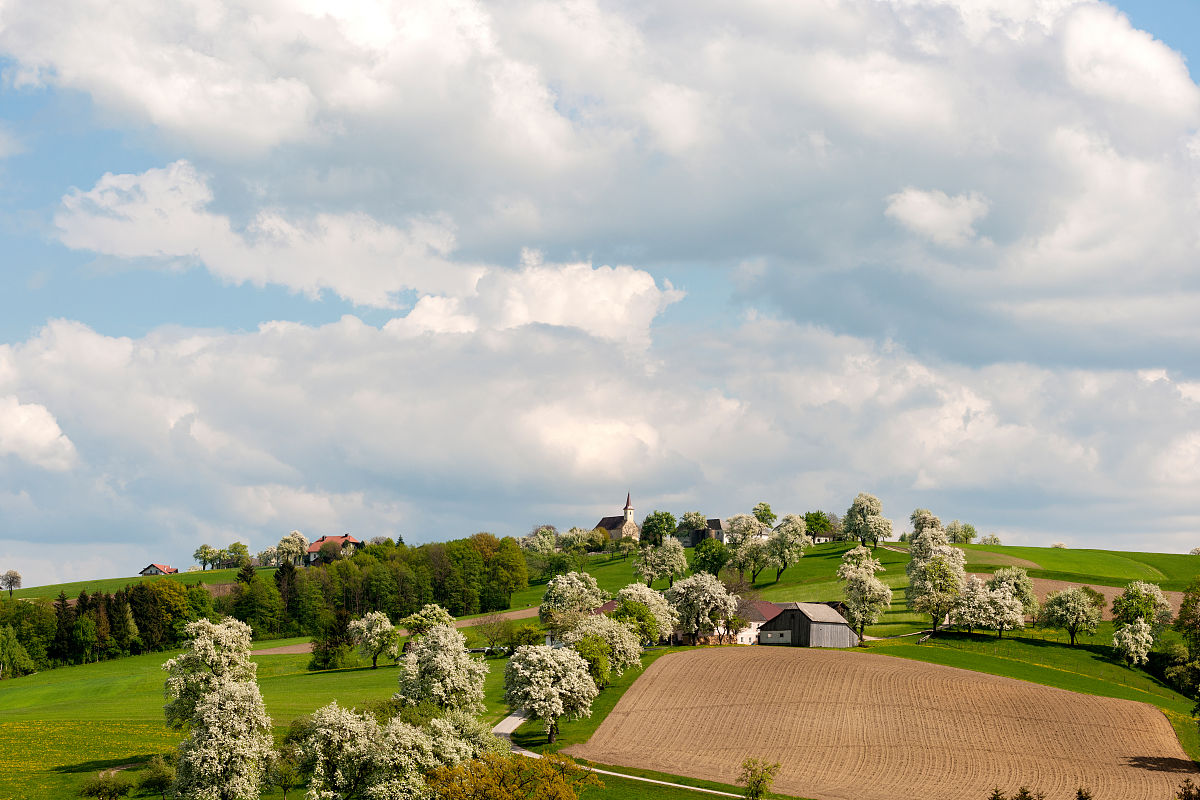 仿写《一棵开花的树》：300字赏析春之美好