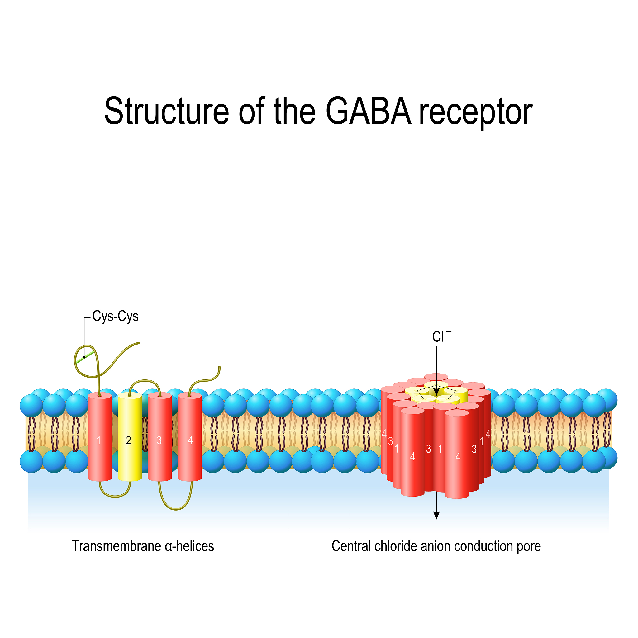 参与协助扩散的膜转运蛋白：通道蛋白与载体蛋白