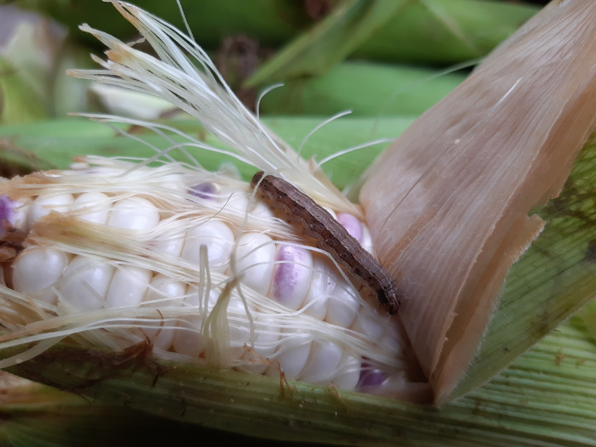 corn worms eat farmers' produce.